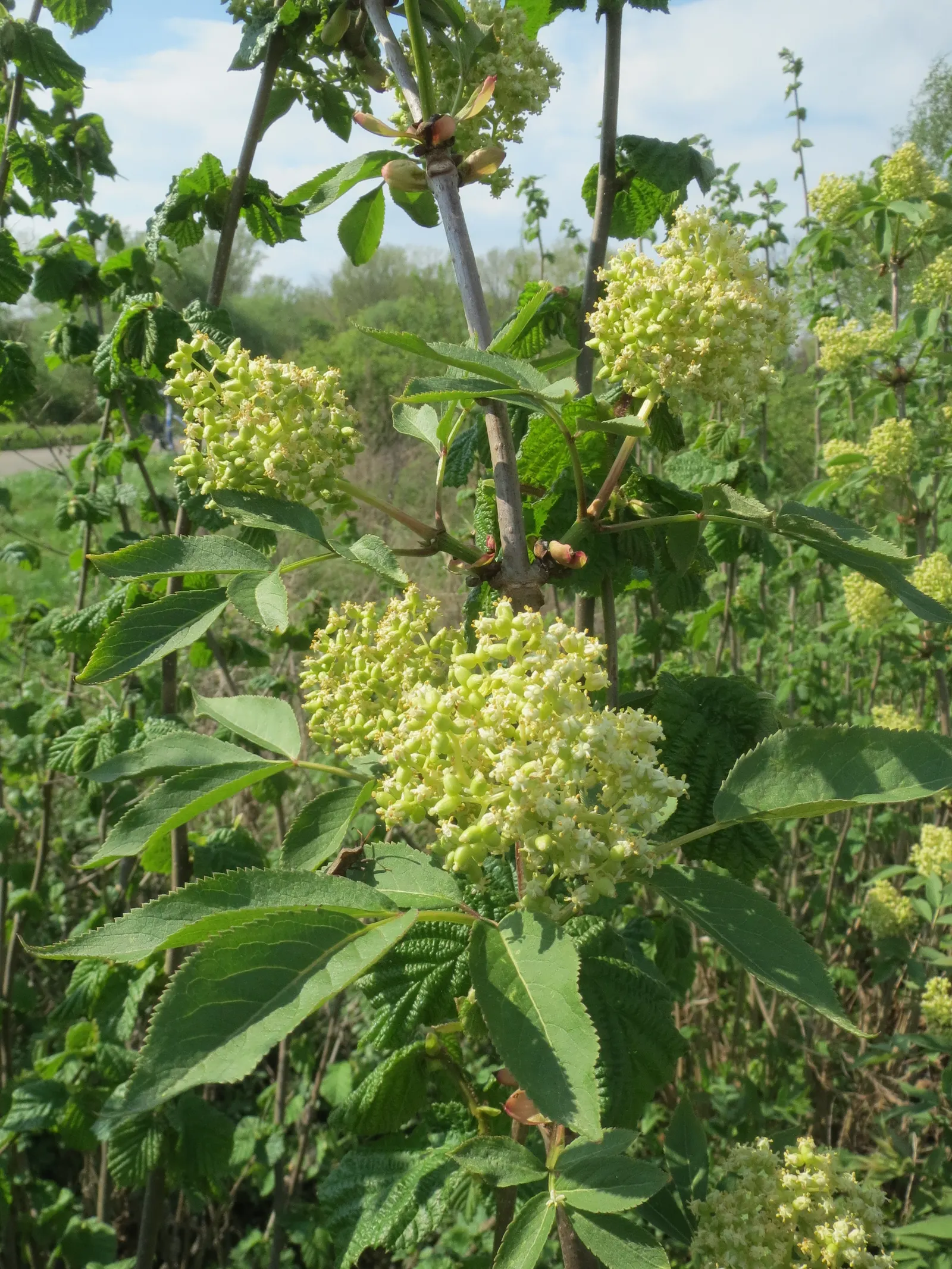 European Red Elder Berry (Sambucus Racemosa) — with a similar spread of 6 to 10 feet