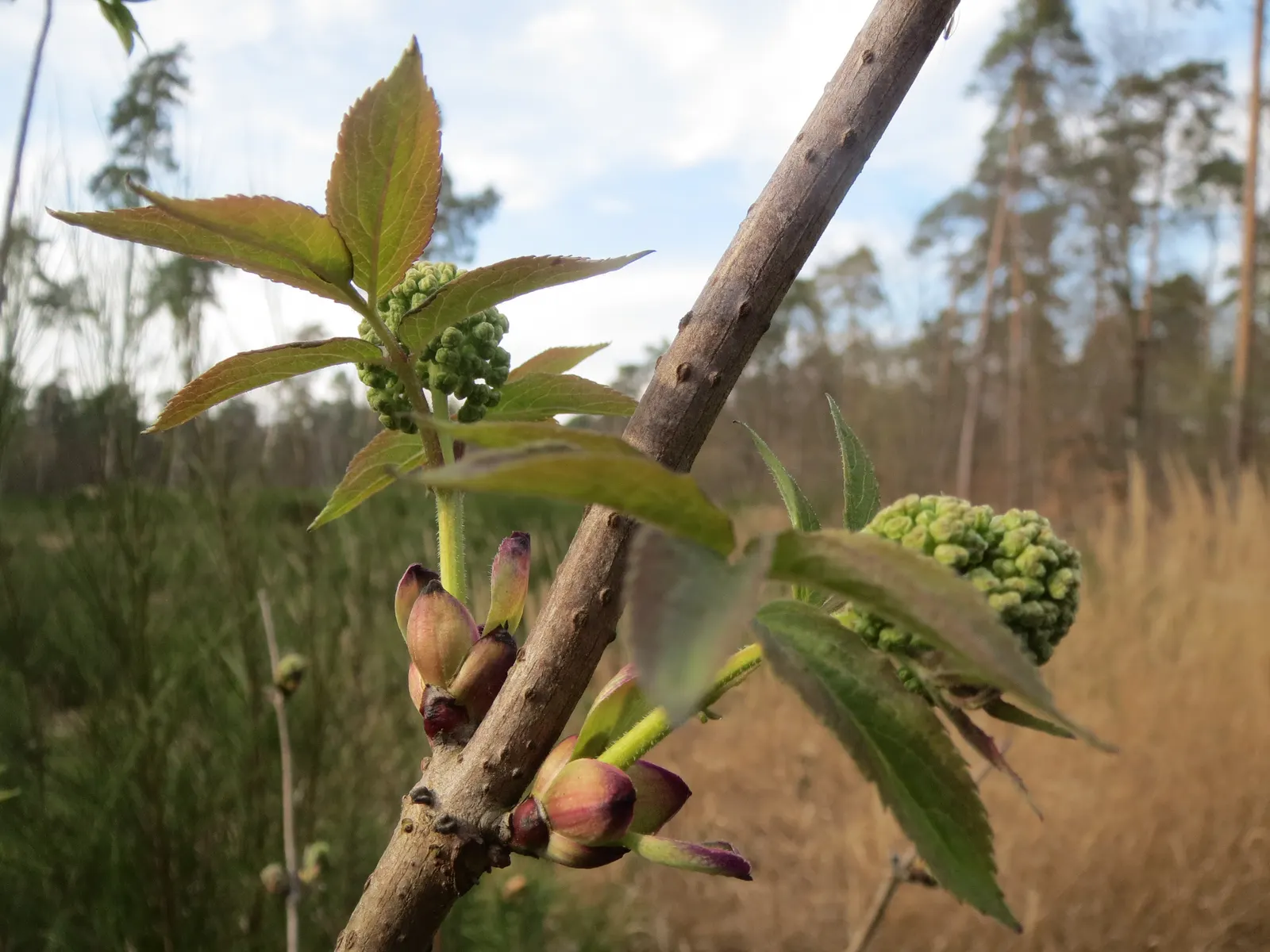 European Red Elder Berry (Sambucus Racemosa) — racemosa thrives in a variety of soil conditions, though it prefers well-drained loamy earth
