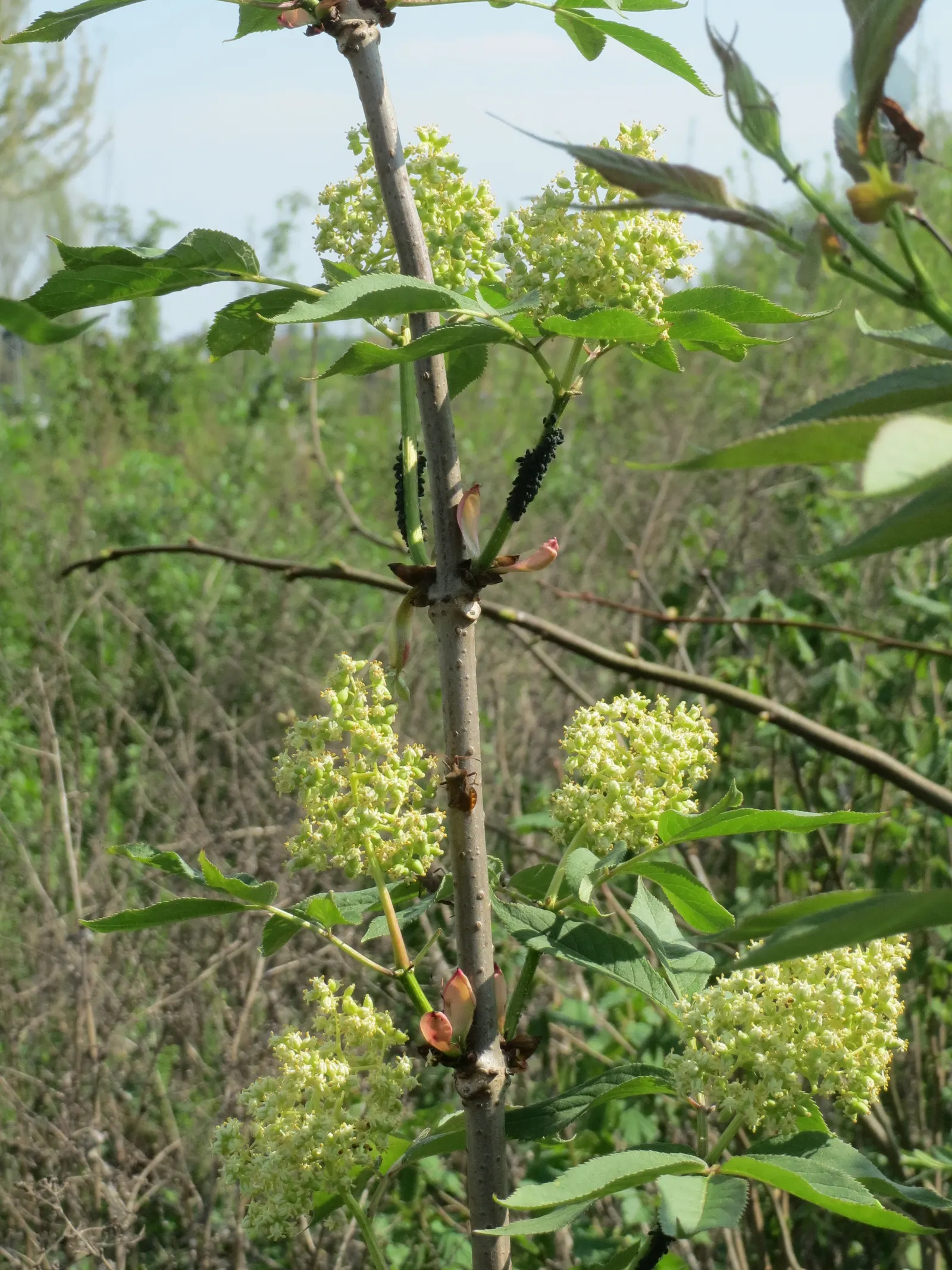 European Red Elder Berry (Sambucus Racemosa) — The European Red Elderberry (Sambucus racemosa) is a striking deciduous shrub reaching up to 12 ft in height