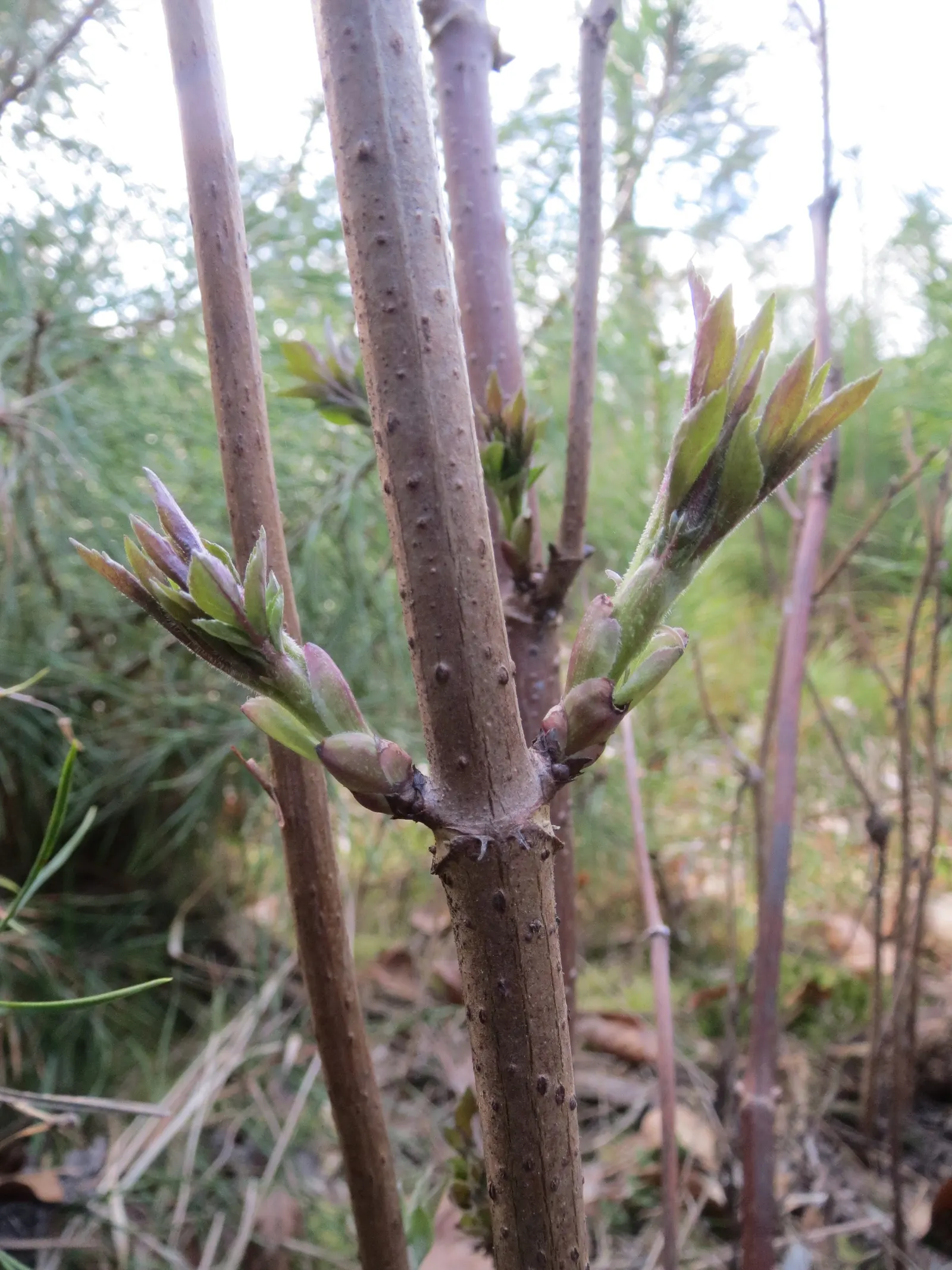 European Red Elder Berry (Sambucus Racemosa) — Maturing to an average height of 8 to 12 feet