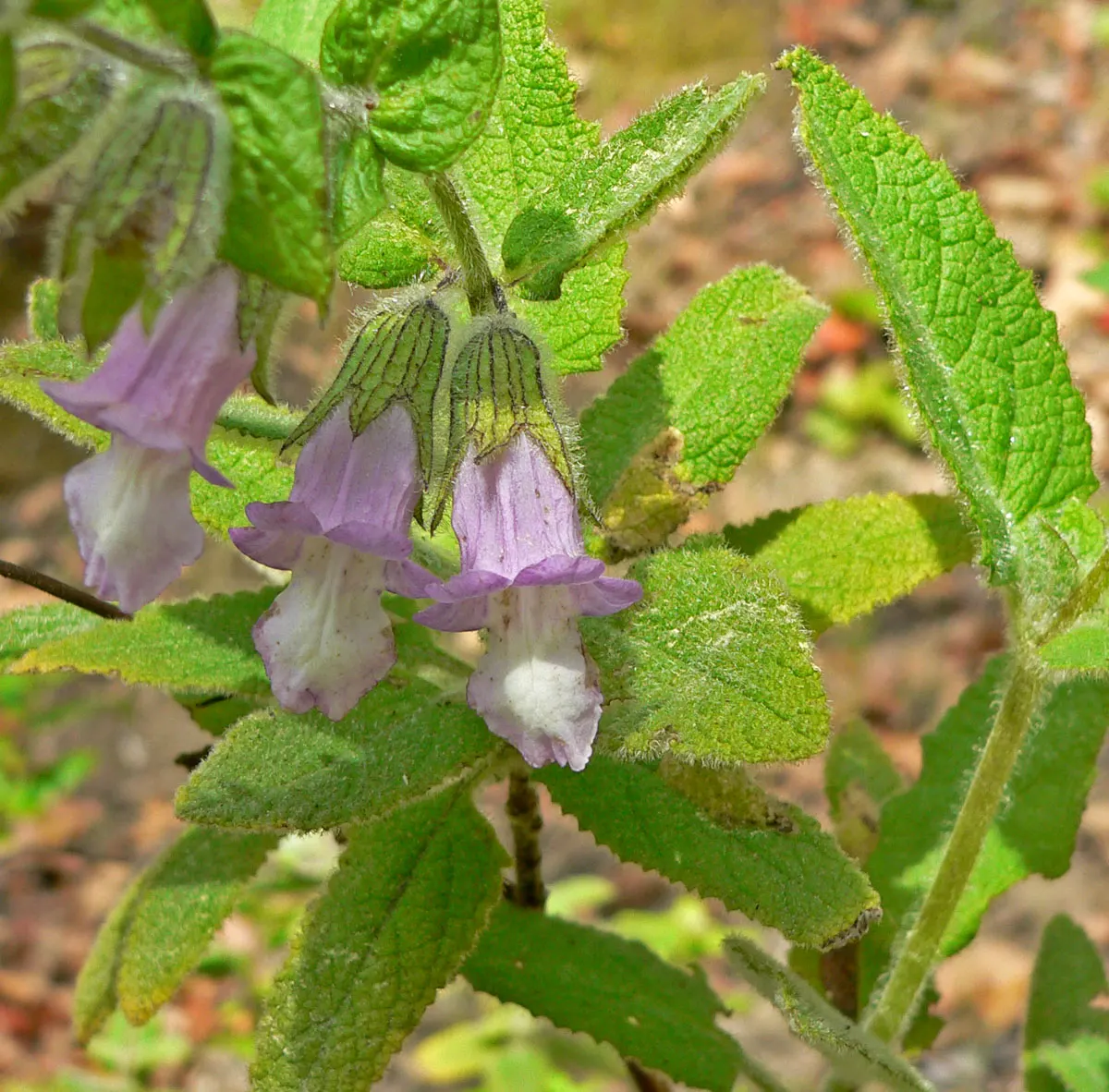 Pitcher Sage (Lepechinia Fragrans) — lavender flowers in the garden