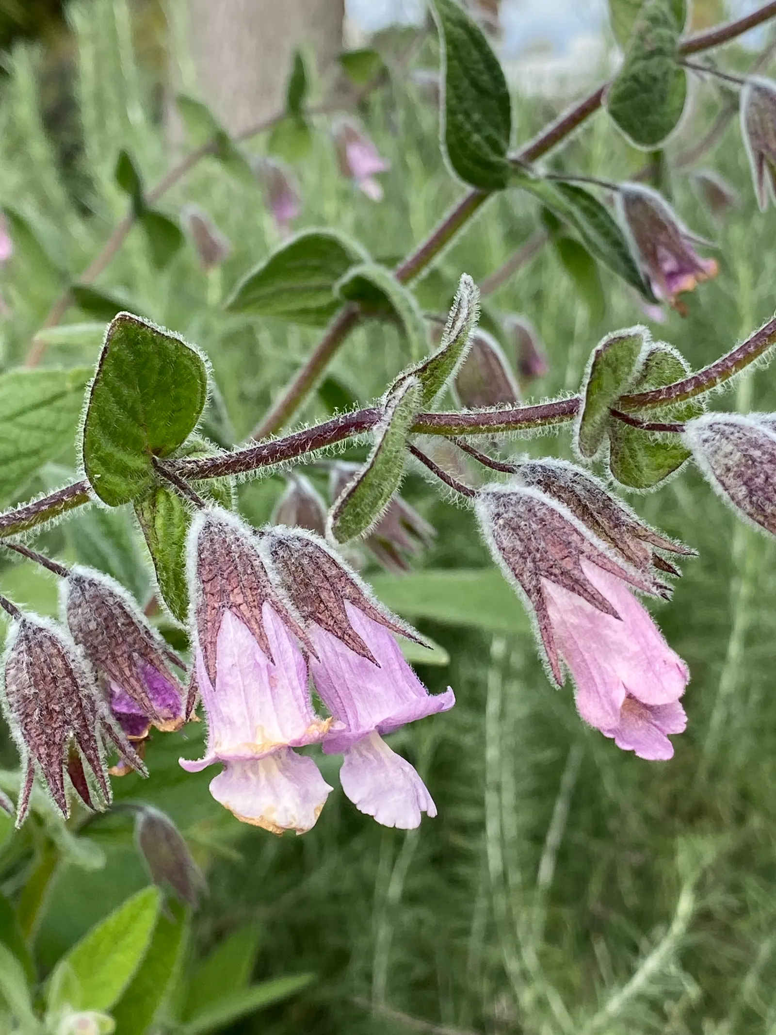 Pitcher Sage (Lepechinia Fragrans) — lavender to deep violet flowers