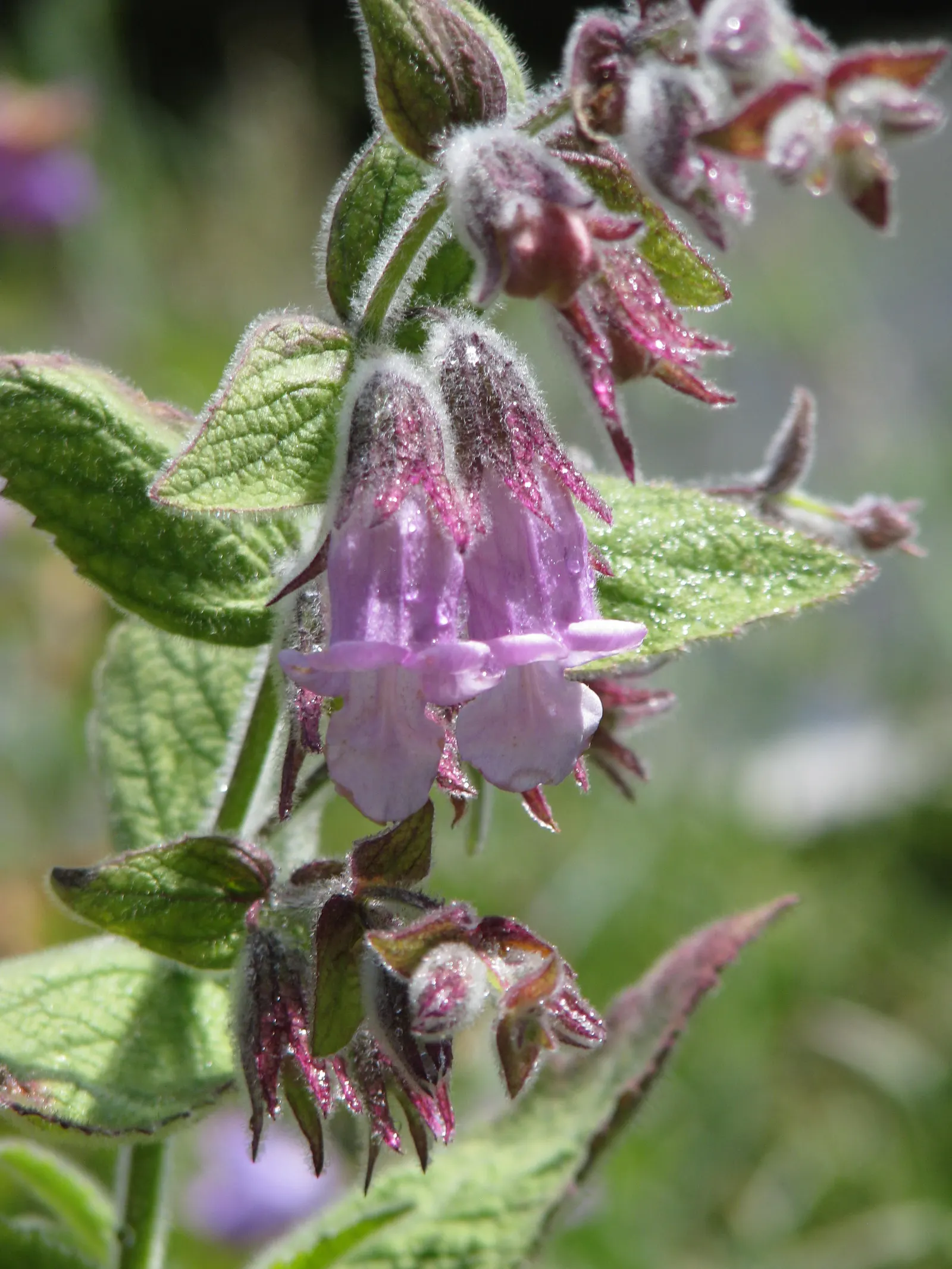 Pitcher Sage (Lepechinia Fragrans) — When integrated into borders