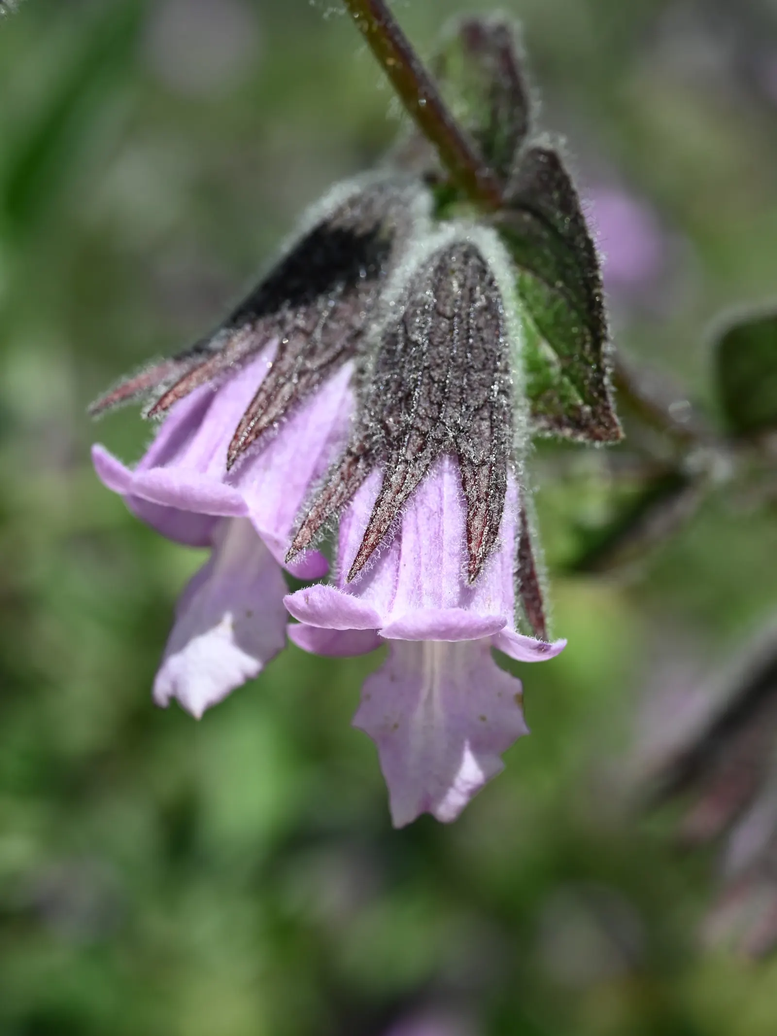 Pitcher Sage (Lepechinia Fragrans) — It showcases aromatic, lance-shaped leaves and whorls of tubular, lavender to pink flowers