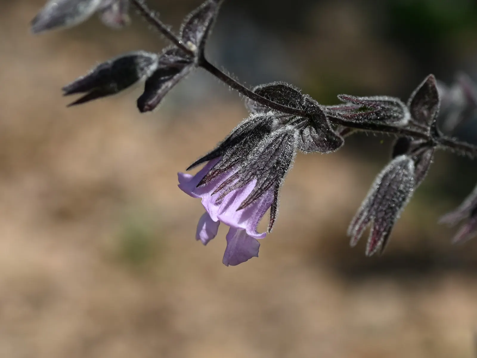 Pitcher Sage (Lepechinia Fragrans) — Drought-tolerant once established, offering low-maintenance appeal in Mediterranean or native gardens