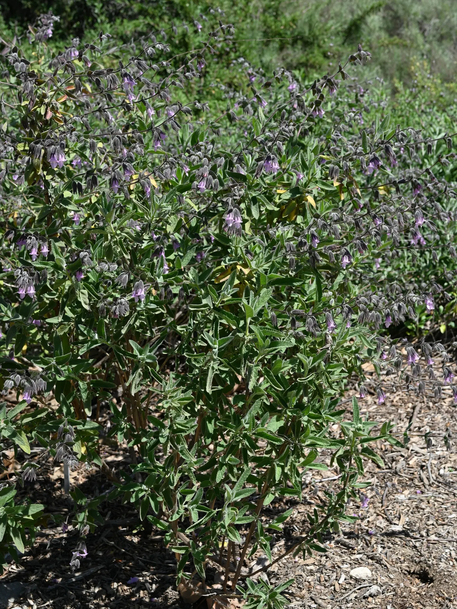 Pitcher Sage (Lepechinia Fragrans) — Blooms from late spring to fall