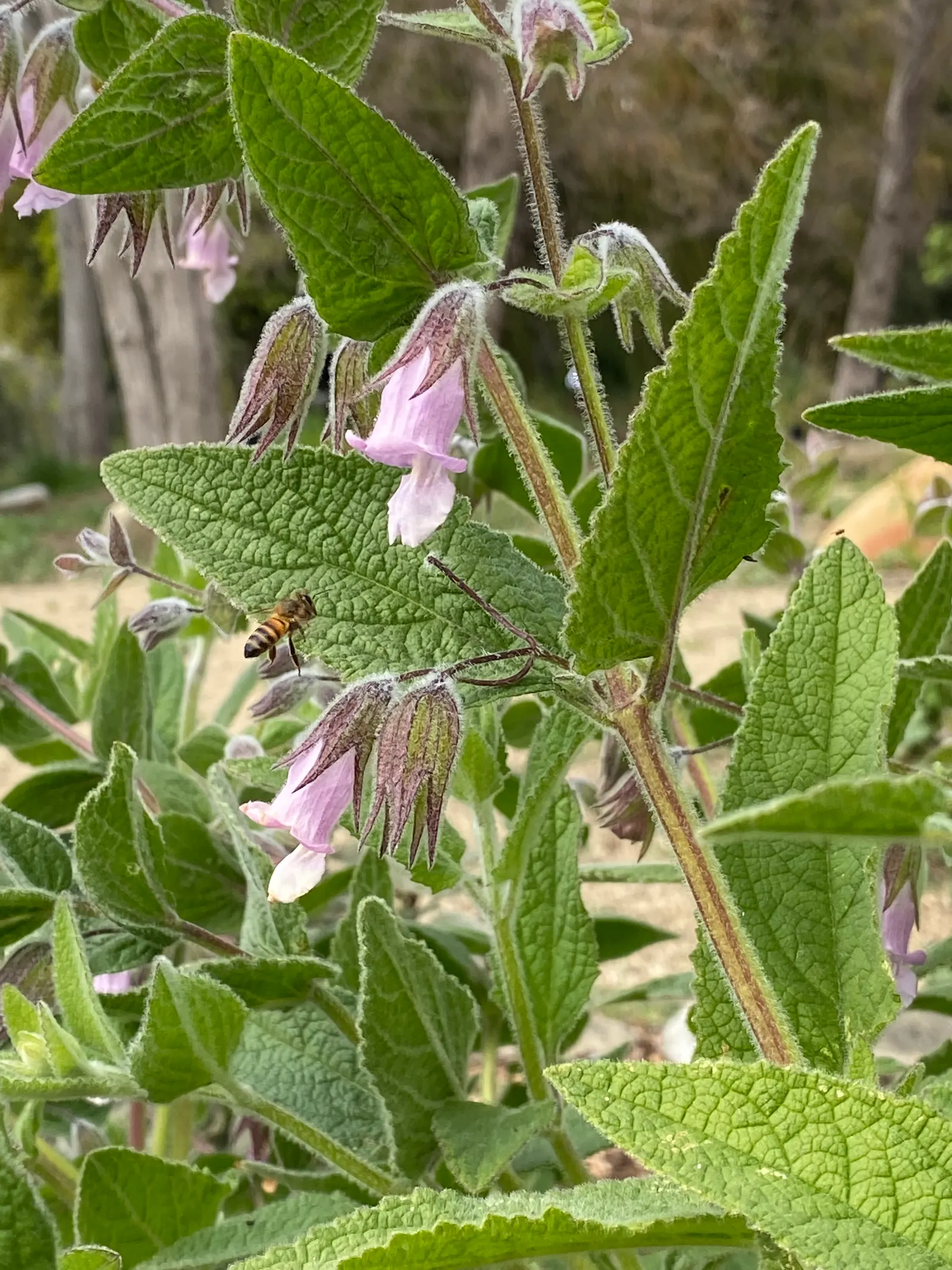 Pitcher Sage (Lepechinia Fragrans) — which emerge mainly in the spring and summer months