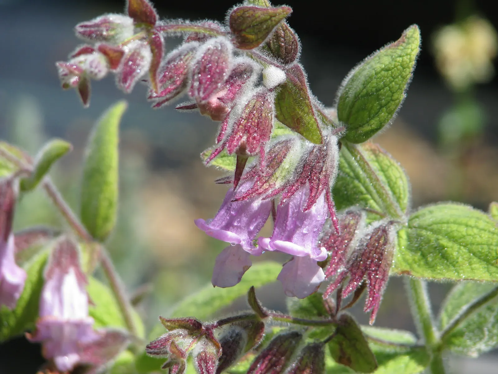 Pitcher Sage (Lepechinia Fragrans) — this shrub is drought-tolerant once established