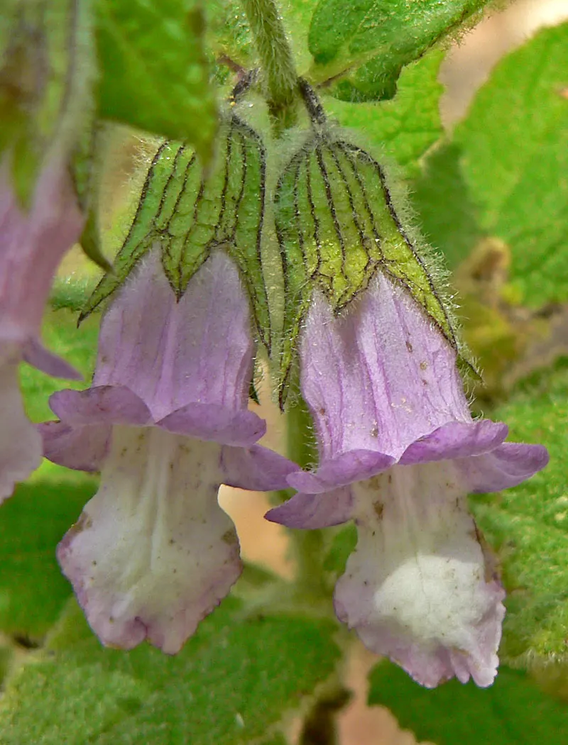 Pitcher Sage (Lepechinia Fragrans) — Attracting hummingbirds and bees, it reaches 3-6 feet in height with a 3-4 feet spread