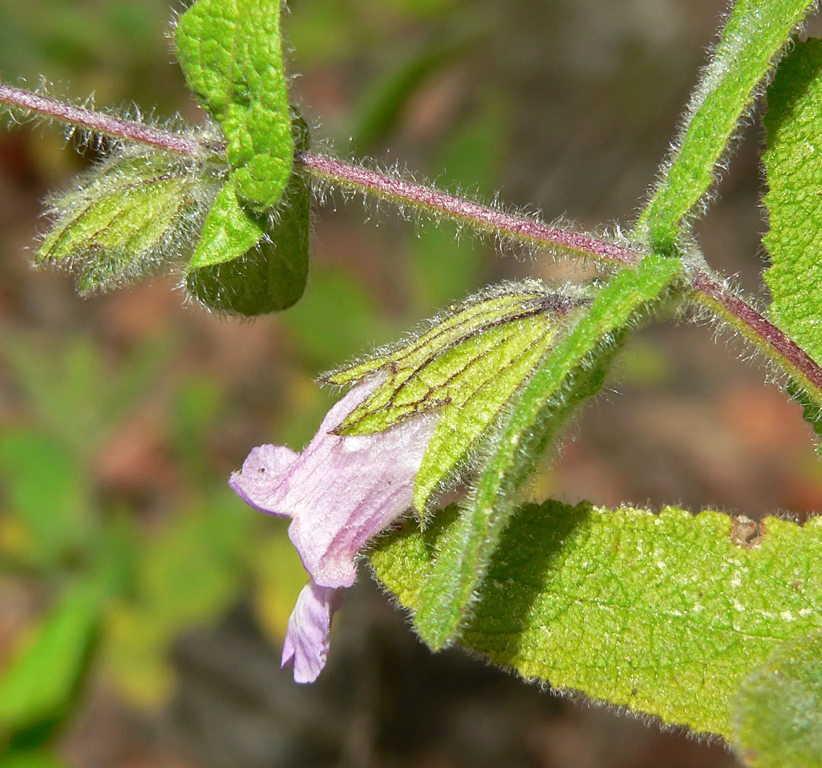 Pitcher Sage (Lepechinia Fragrans) — is an aromatic evergreen shrub that brings an element of allure to any landscape design