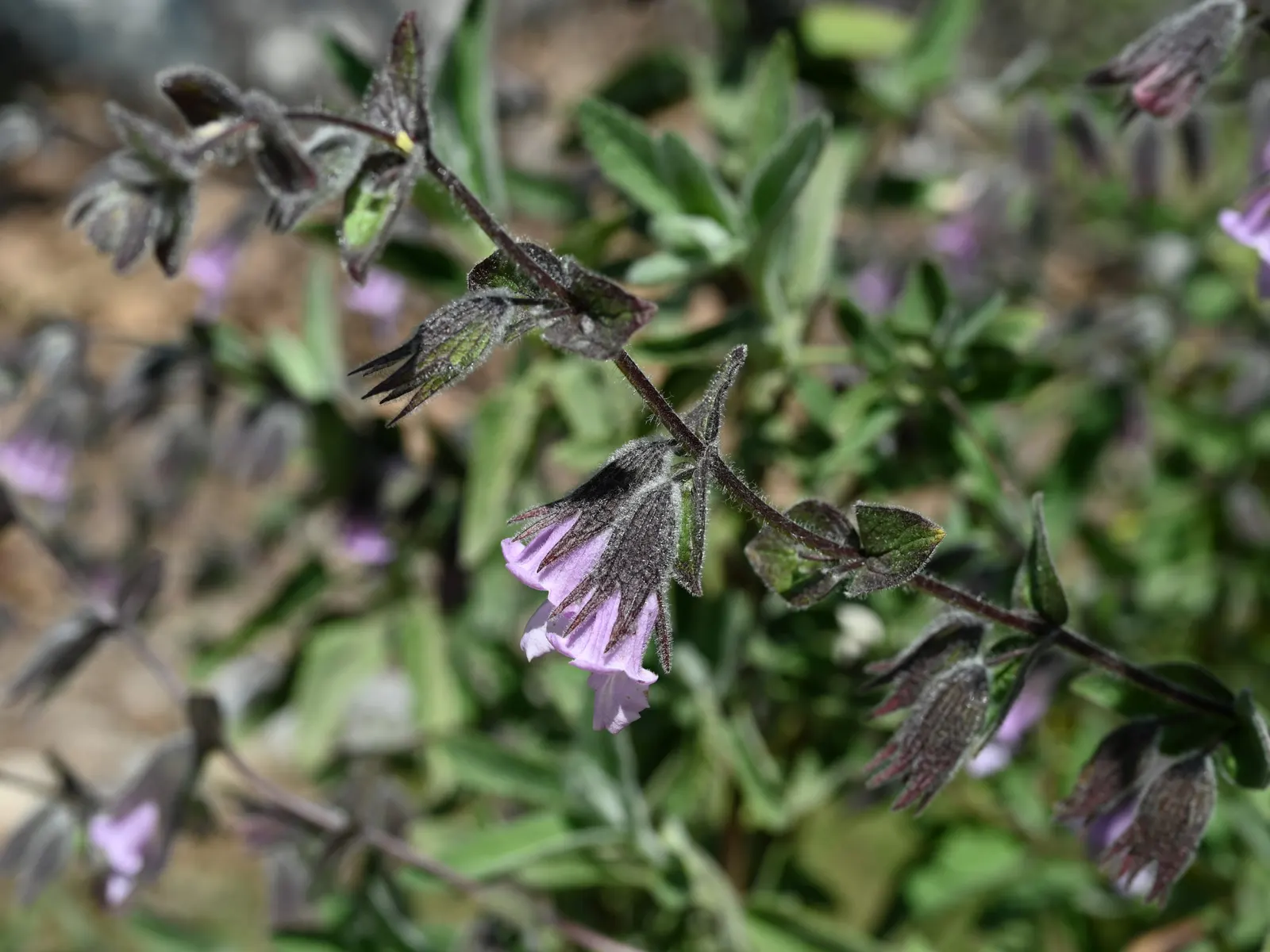 Pitcher Sage (Lepechinia Fragrans) — Pitcher Sage (Lepechinia fragrans) is a striking perennial shrub thriving U.S