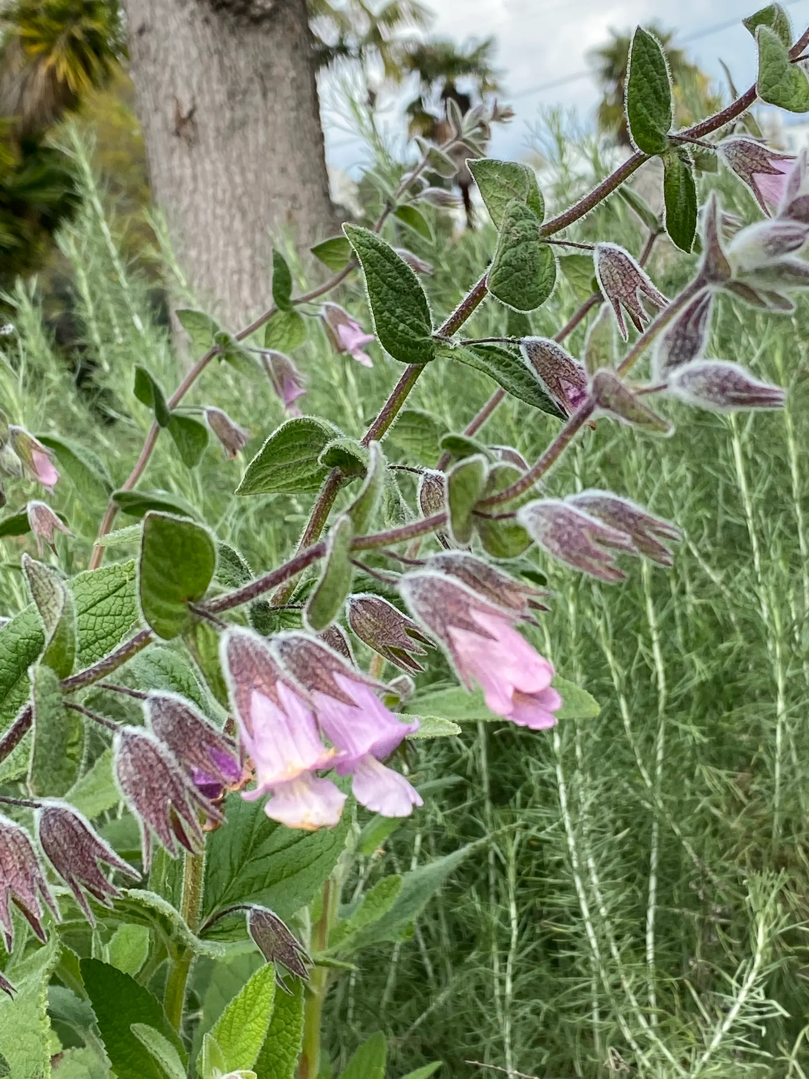 Pitcher Sage (Lepechinia Fragrans) — These blossoms are not only visually striking but are also magnets for local pollinators such as bees