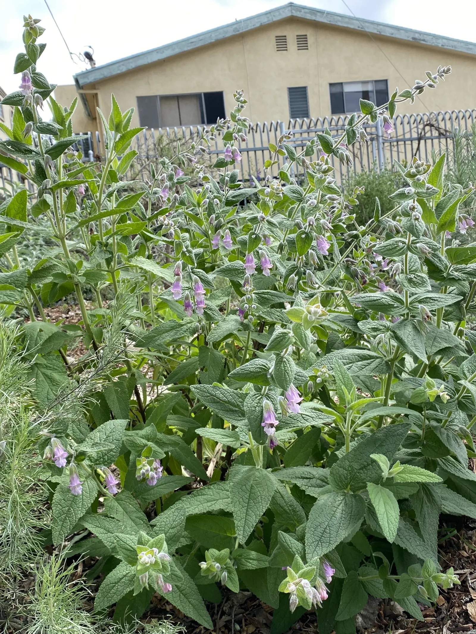 Pitcher Sage (Lepechinia Fragrans) — scientifically known as Lepechinia fragrans
