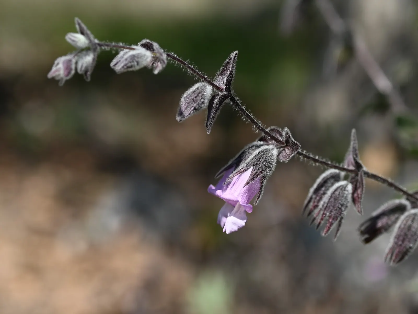 Pitcher Sage (Lepechinia Fragrans) — Prefers well-drained soil and full sun to part shade