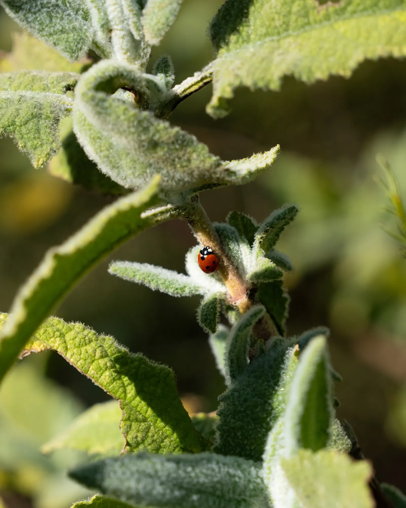 Pitcher Sage (Lepechinia Fragrans) — ovate leaves that exude a distinct
