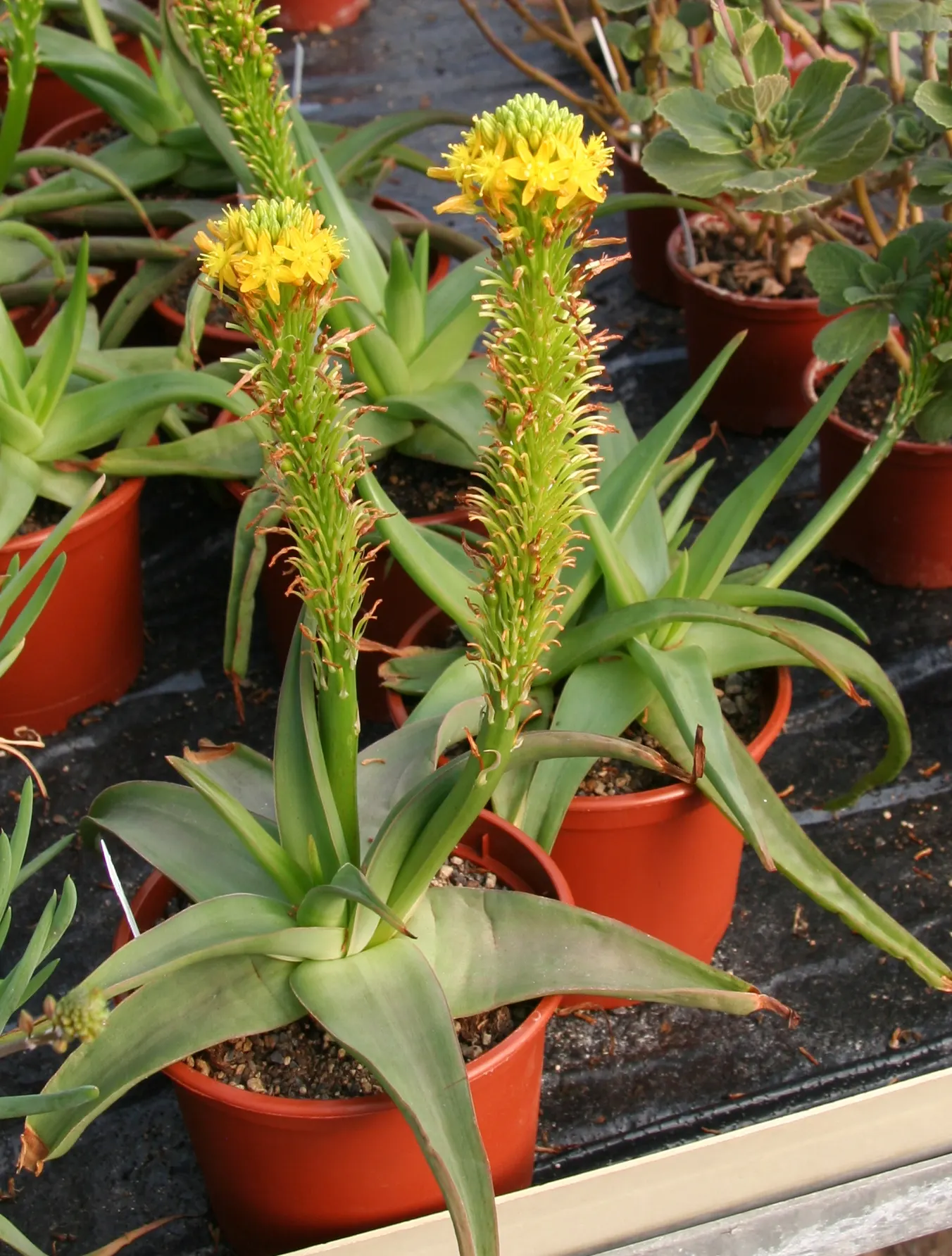 Natal Bulbine (Bulbine Natalensis) — Blooms in spring-early summer