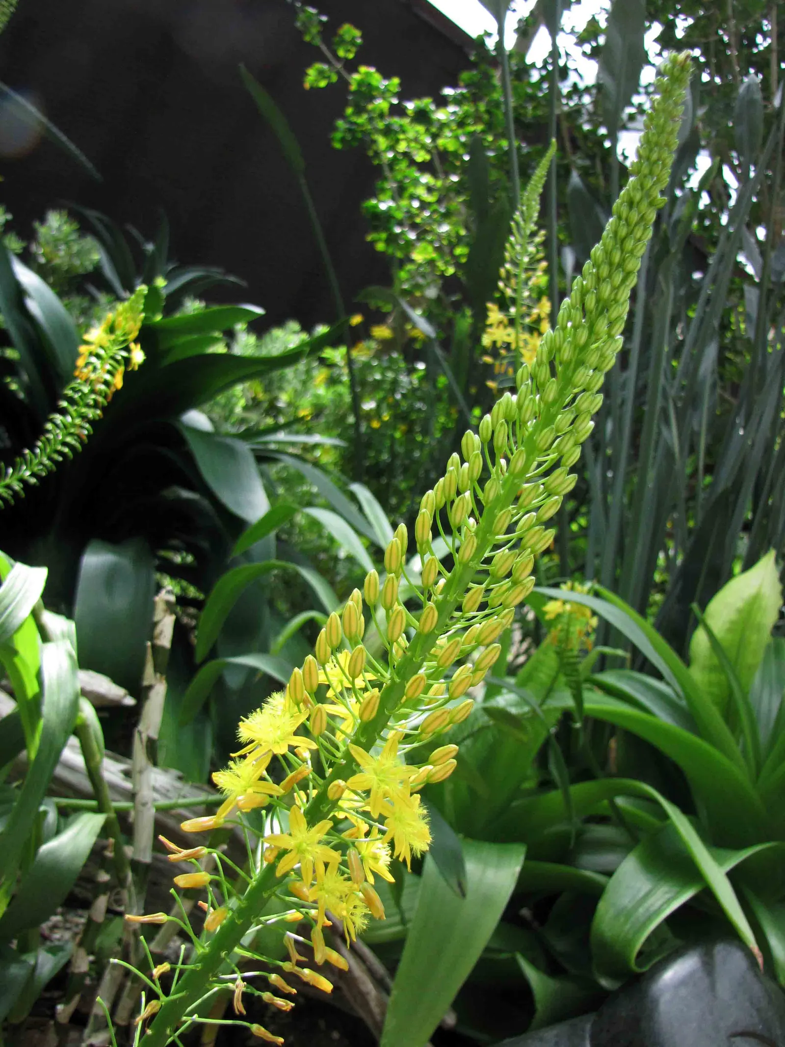 Natal Bulbine (Bulbine Natalensis) — It's revered for its vibrant, yellow, star-shaped flowers on stalks reaching 1-1.5 feet tall