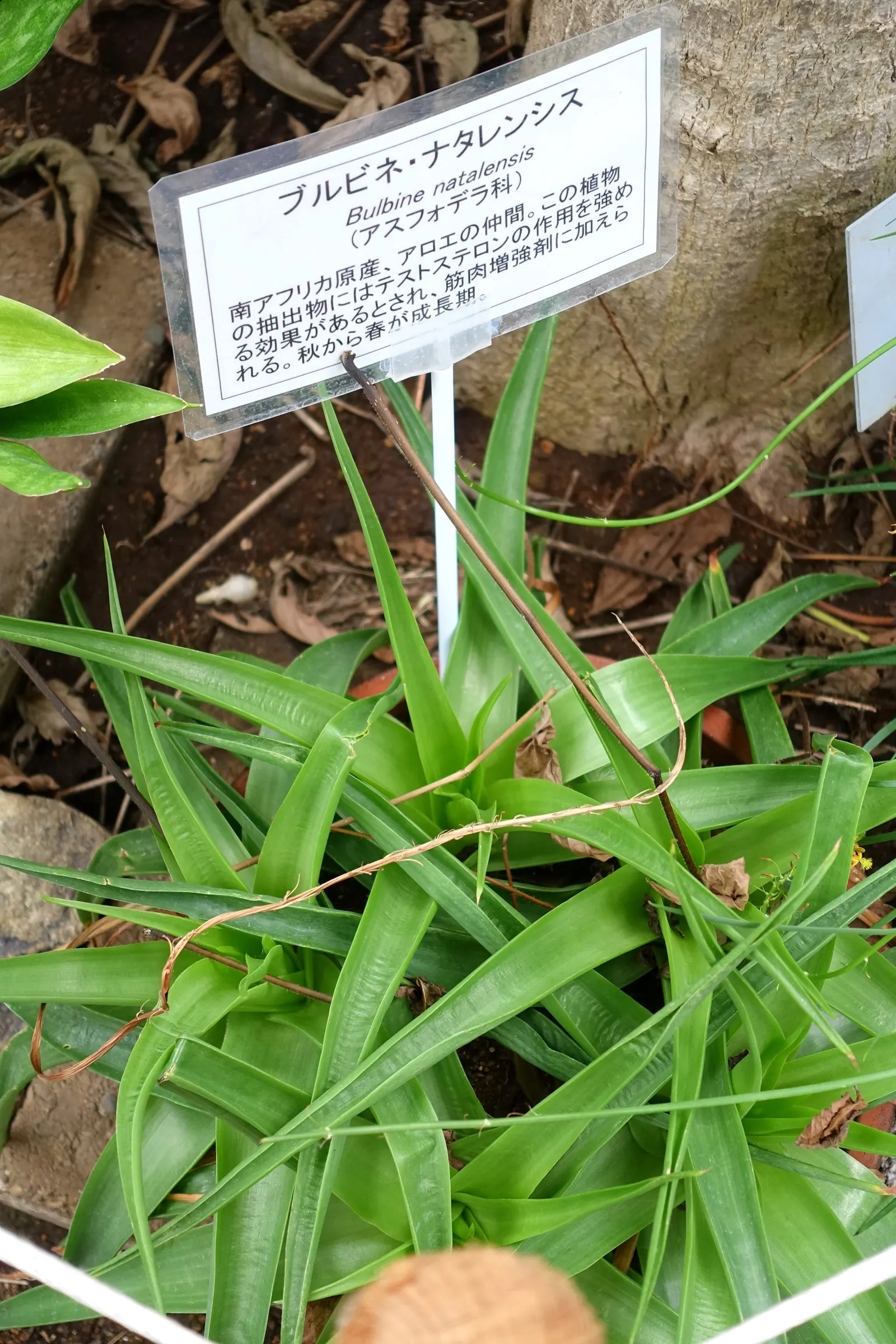 Natal Bulbine (Bulbine Natalensis) — Thrives in full sun-part shade, requires well-draining soil