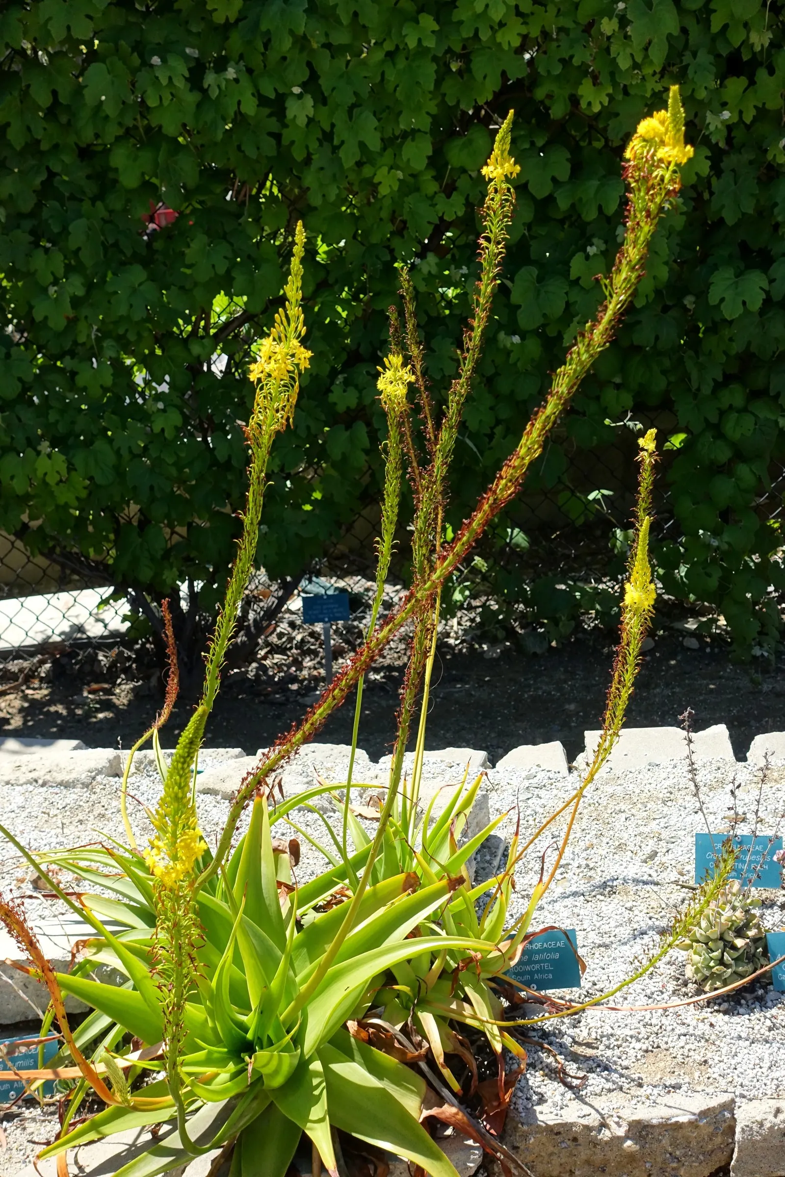 Natal Bulbine (Bulbine Natalensis) — Drought-tolerant once established, it's an ideal choice for water-wise gardens