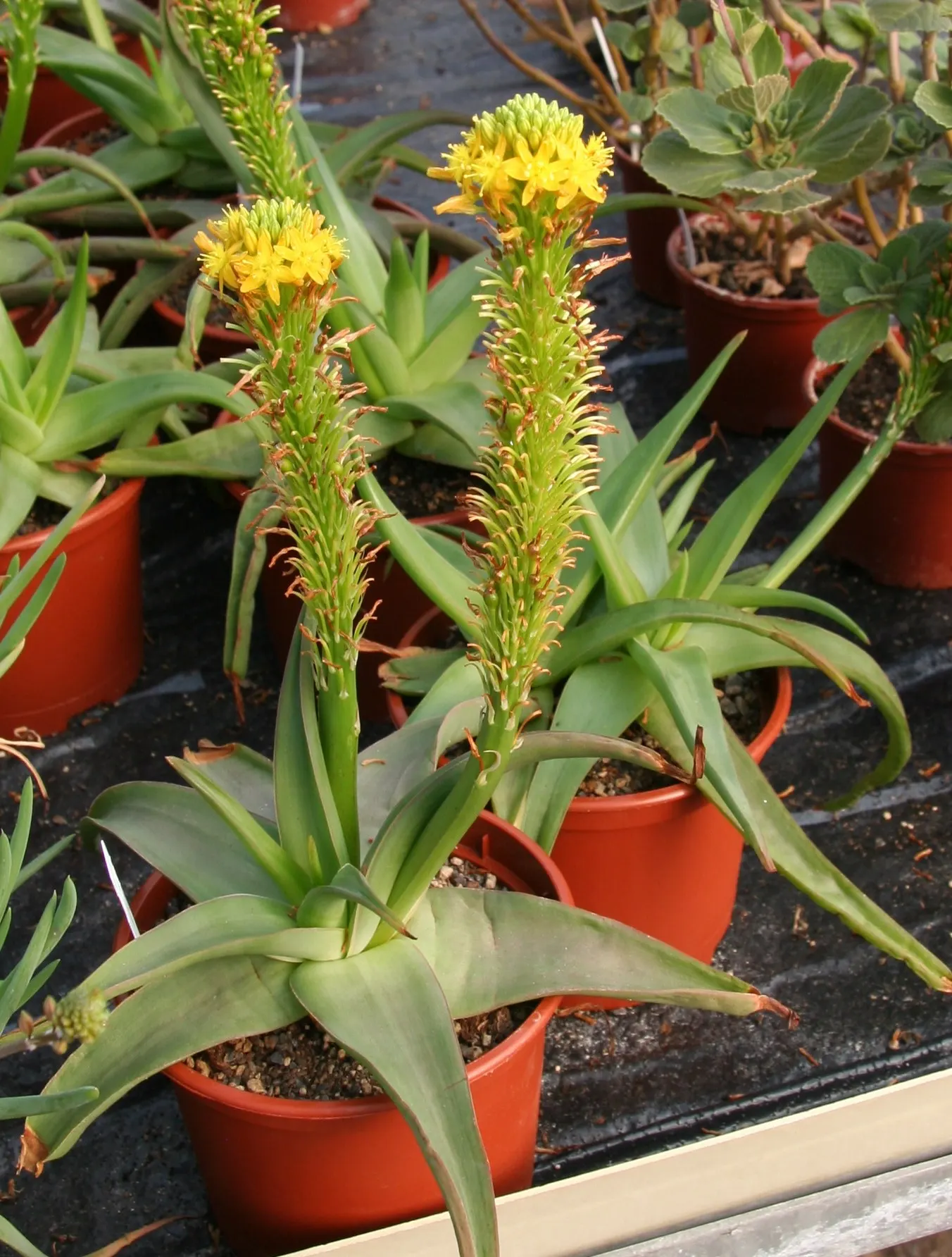 Natal Bulbine (Bulbine Natalensis) — A striking addition to a xeriscape garden or as a groundcover