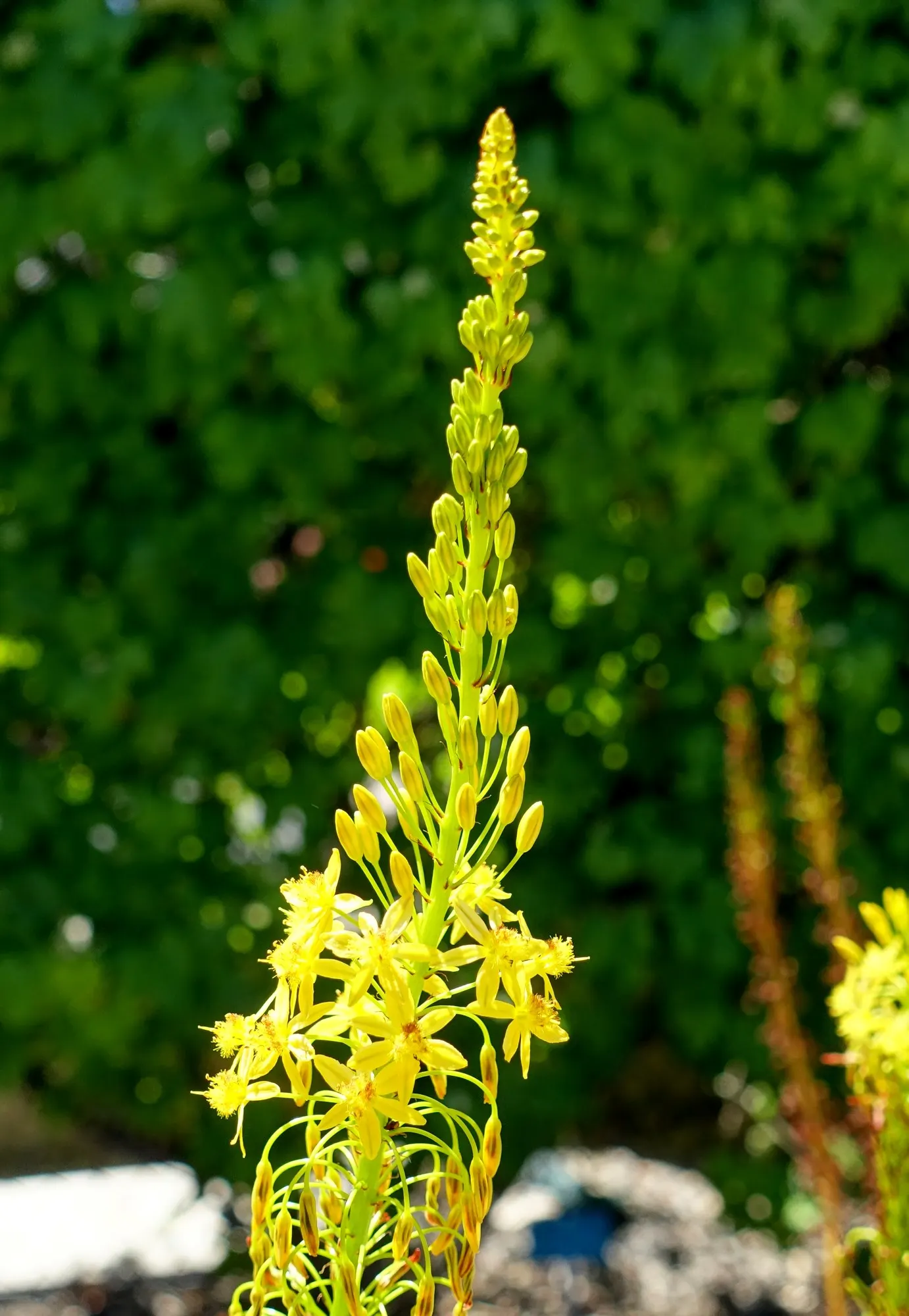 Natal Bulbine (Bulbine Natalensis) — The Bulbine natalensis, commonly referred to as Geelkopiva, is a succulent perennial hailing from South Africa