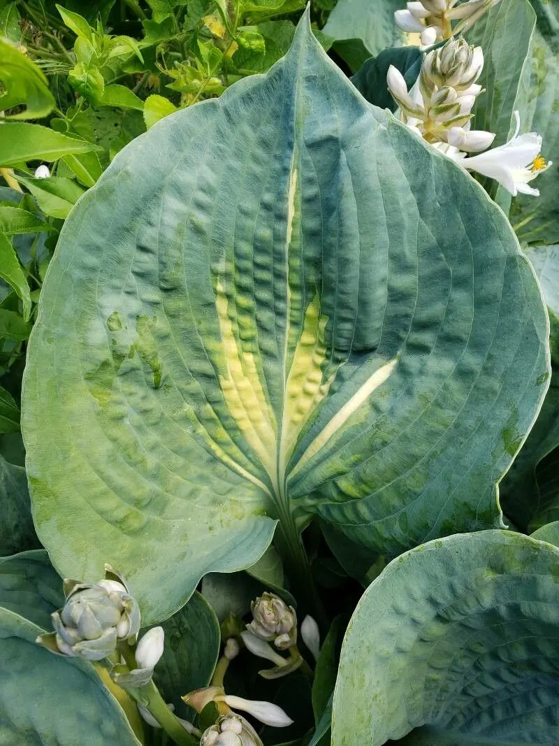 Giant 'Hudson Bay' Hosta (Hosta hybrid) — architectural character and the dramatic way its deep green tones set off the creamy leaf centers