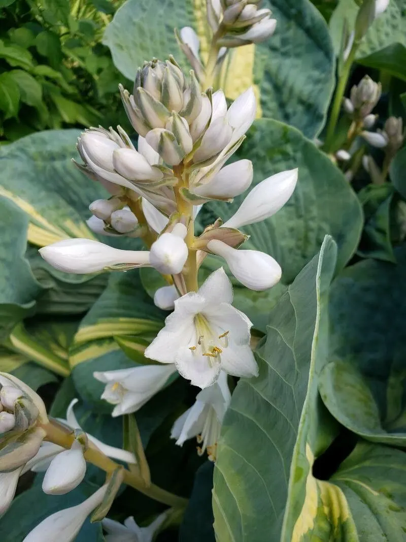 Giant 'Hudson Bay' Hosta (Hosta hybrid) — making it feel both refined and robust.<br><br>This hosta performs best in part shade to full shade