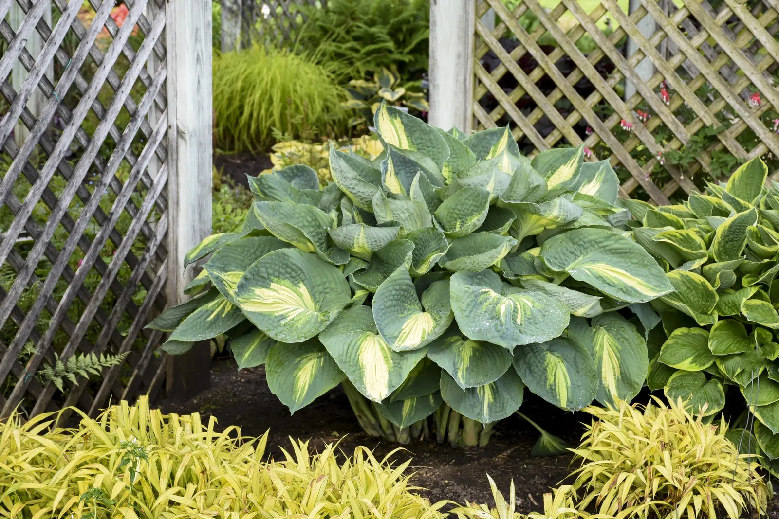 Giant 'Hudson Bay' Hosta (Hosta hybrid) — Gardeners often note its stately