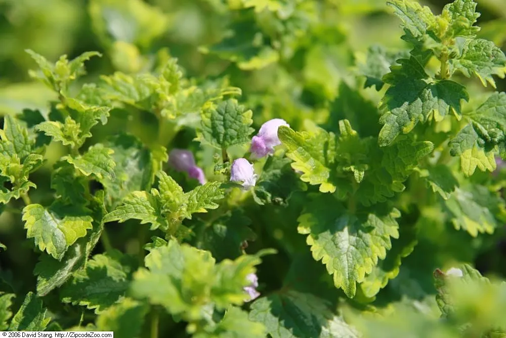 Golden Anniversary Nettle (Lamium Maculatum 'Golden Anniversary') — making it a perfect ground cover