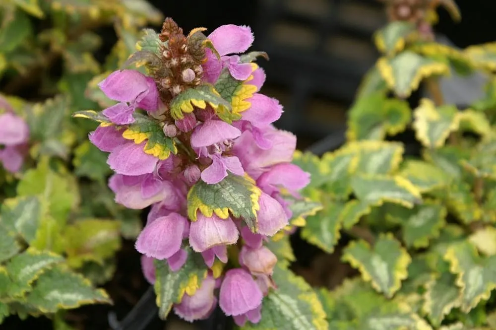 Golden Anniversary Nettle (Lamium Maculatum 'Golden Anniversary') — This low-maintenance plant thrives in partial to full shade and adapts to most soil types