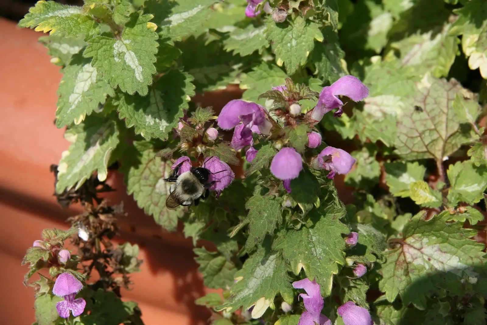 Golden Anniversary Nettle (Lamium Maculatum 'Golden Anniversary') — hooded pink to purple flowers that rise just above the foliage