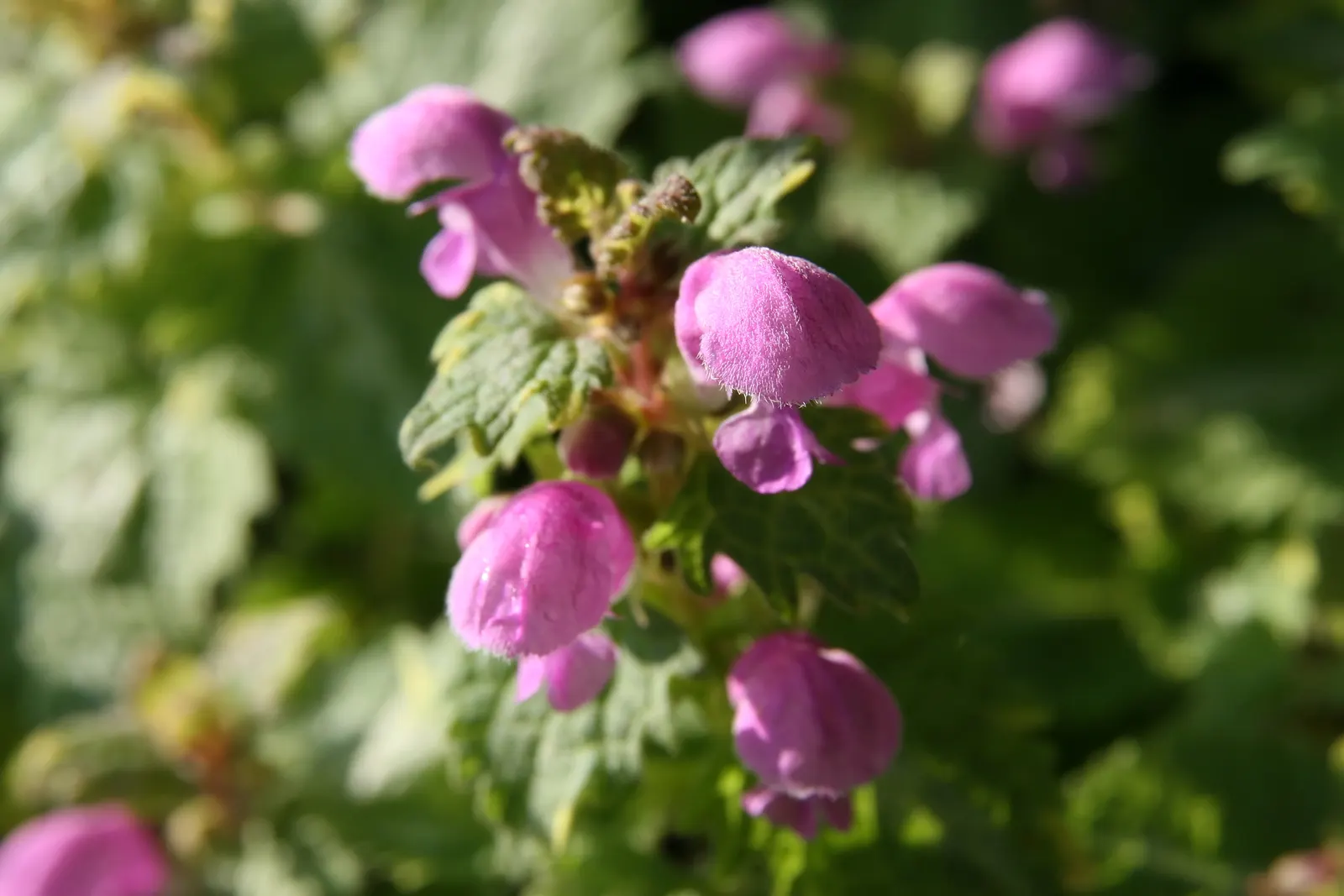 Golden Anniversary Nettle (Lamium Maculatum 'Golden Anniversary') — This cultivar is celebrated for its distinctive foliage and vibrant floral display