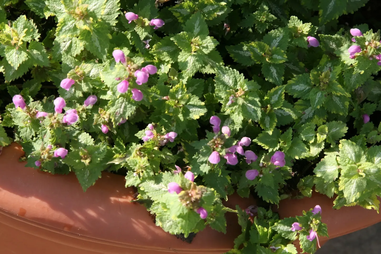 Golden Anniversary Nettle (Lamium Maculatum 'Golden Anniversary') — commonly referred to as Golden Anniversary Nettle