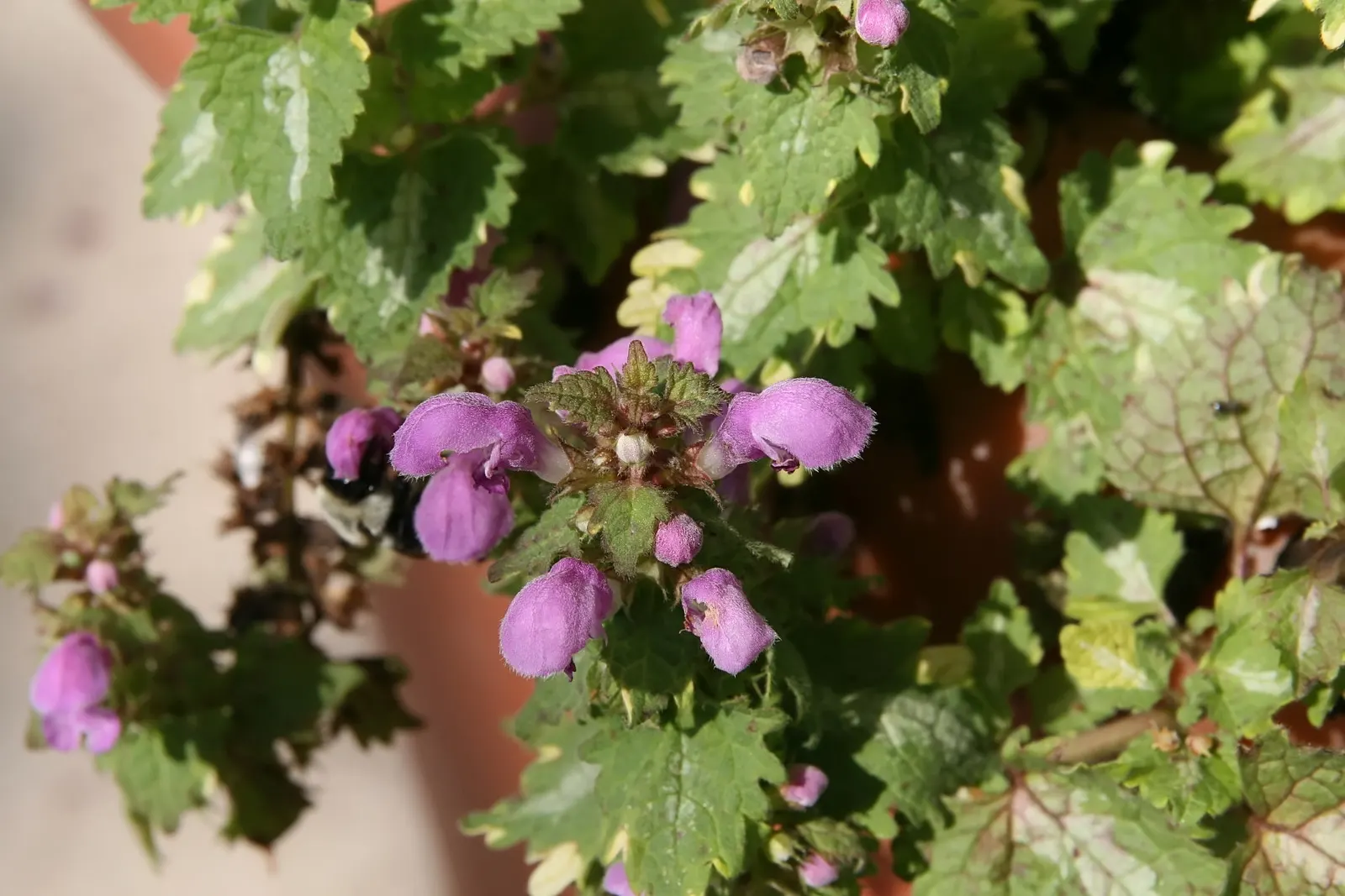 Golden Anniversary Nettle (Lamium Maculatum 'Golden Anniversary') — It sports pink-purple flowers in spring, adding a splash of color