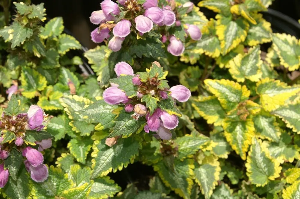 Golden Anniversary Nettle (Lamium Maculatum 'Golden Anniversary') — it sends up spikes of dainty