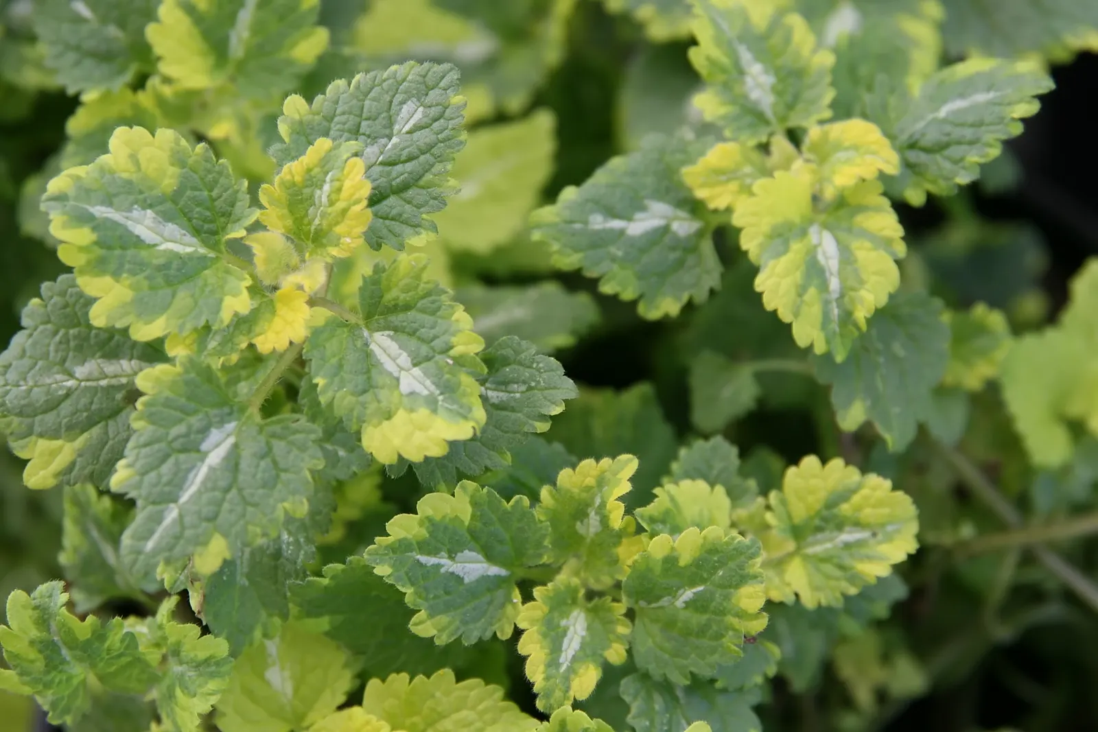 Golden Anniversary Nettle (Lamium Maculatum 'Golden Anniversary') — Mature spread is about 18-24 inches with a height of 6-8 inches, ideal for borders or