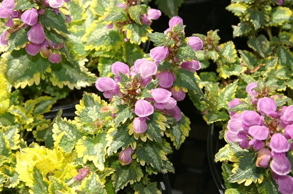 Golden Anniversary Nettle (Lamium Maculatum 'Golden Anniversary') — In late spring to early summer