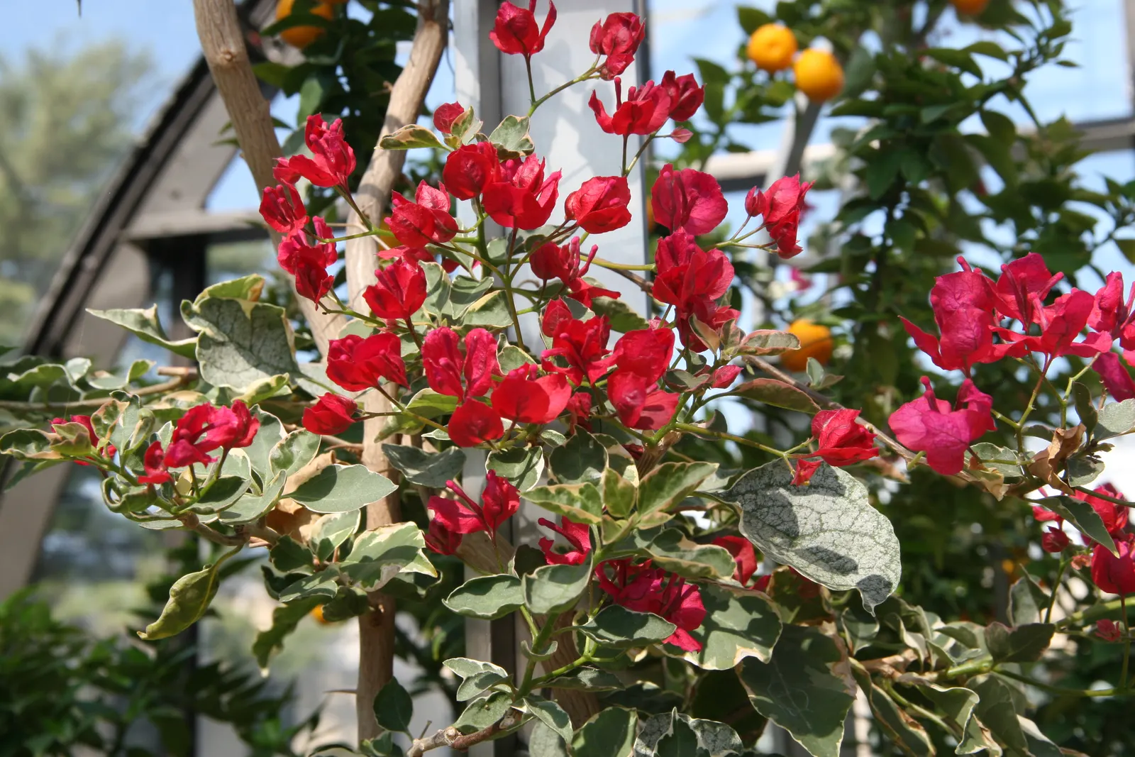 Bougainvillea Cultivars (Bougainvillea Cvs.) — Mature sizes vary by species and form; are remarkably drought tolerant, image 76