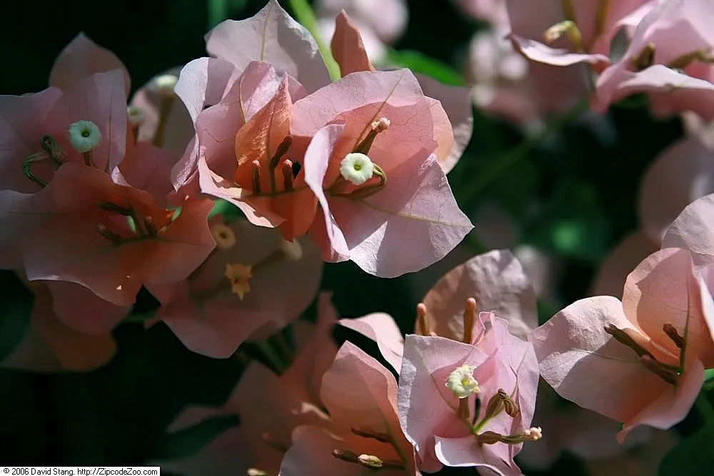 Bougainvillea Cultivars (Bougainvillea Cvs.) — offer a robust option for clients who seek a low-maintenance yet stunning focal point in their, image 54