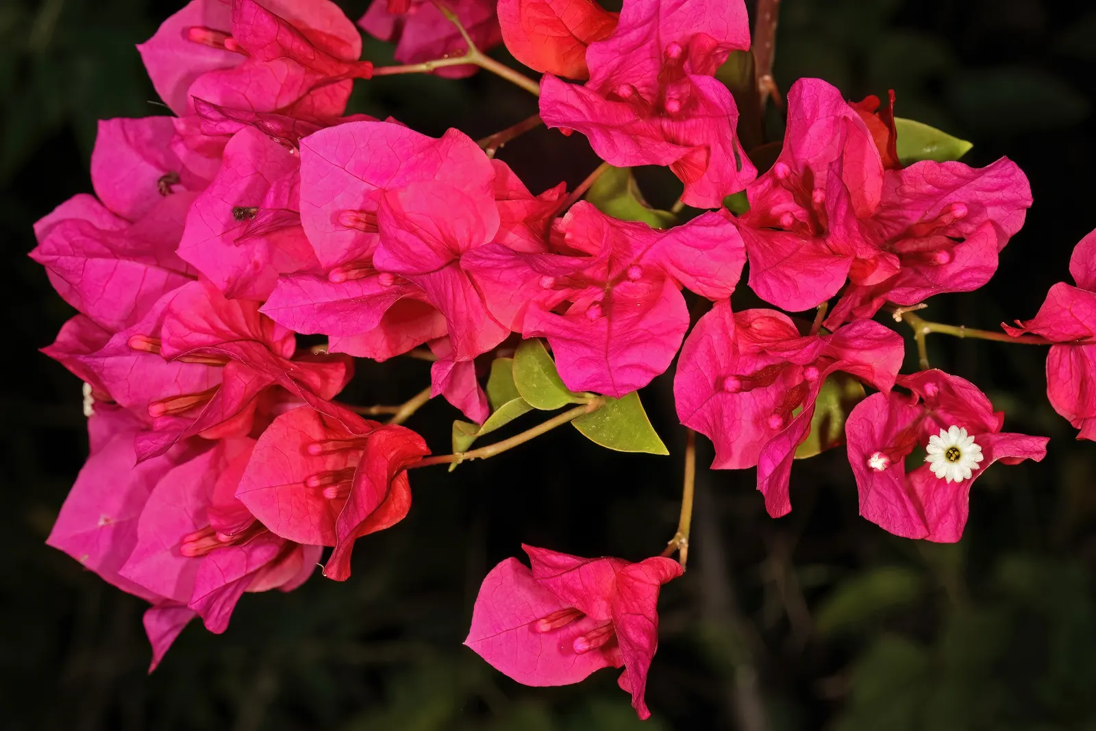 Bougainvillea Cultivars (Bougainvillea Cvs.) — which are tiny and white.<br><br>When planning your design; they can be allowed to climb over trellises