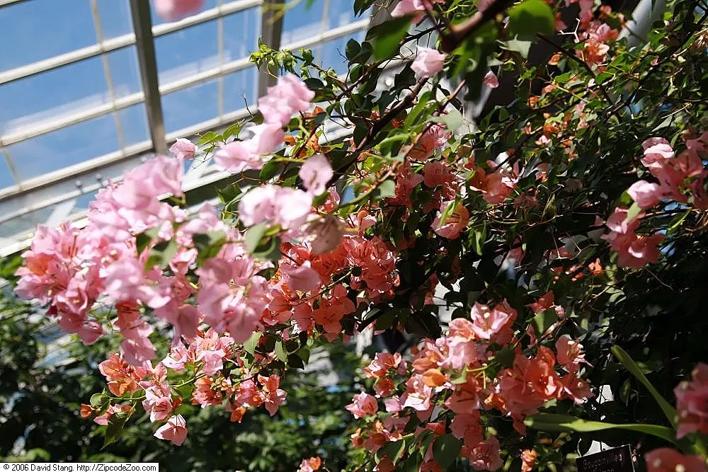 Bougainvillea Cultivars (Bougainvillea Cvs.) — Frost-sensitive, thrive in USDA zones 9-11; mature sizes vary by species and form, image 67