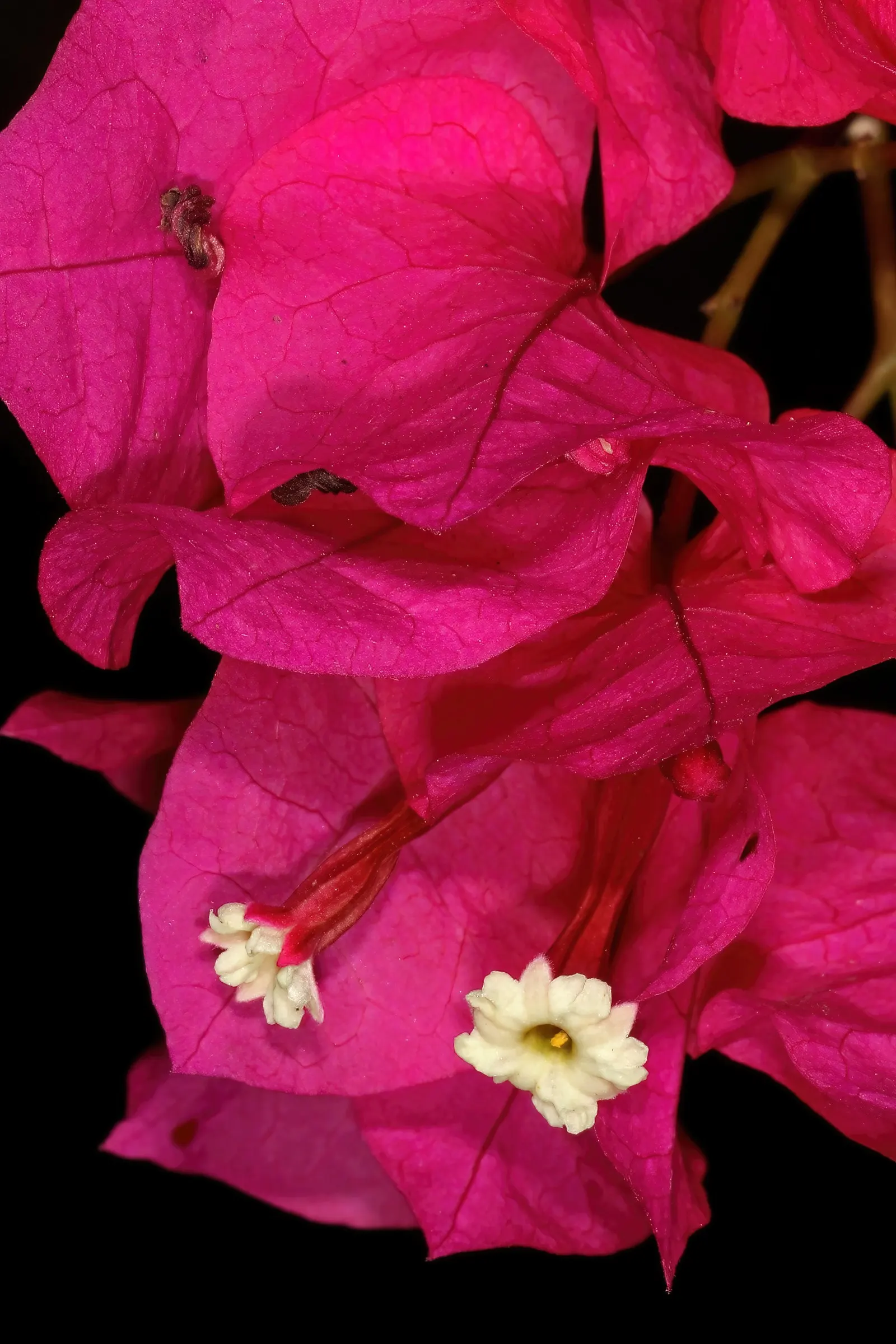 Bougainvillea Cultivars (Bougainvillea Cvs.) — offer a robust option for clients who seek a low-maintenance yet stunning focal point in their garden setting