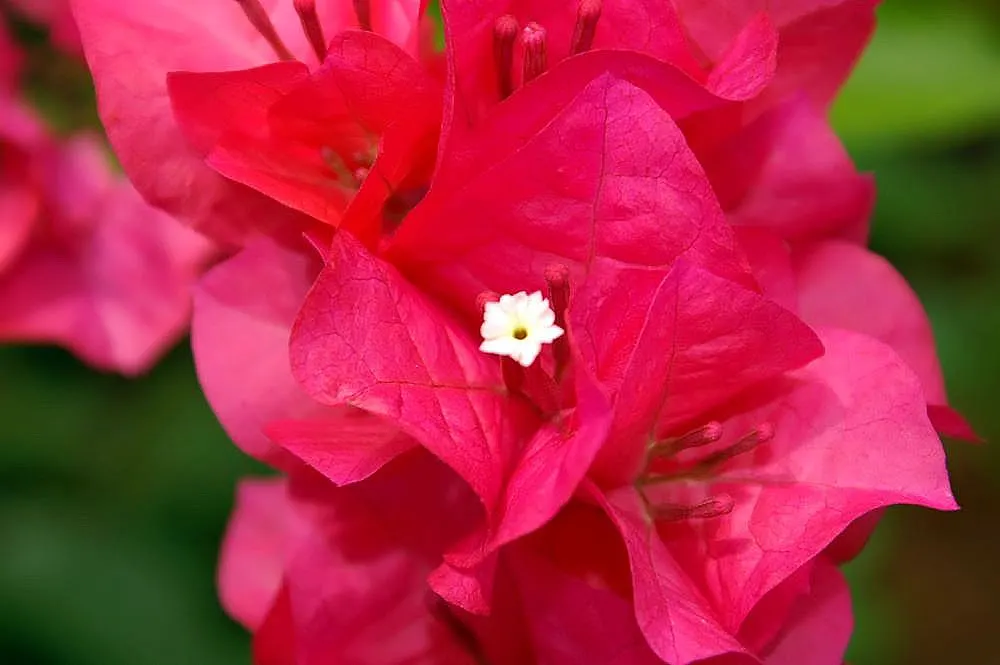 Bougainvillea Cultivars (Bougainvillea Cvs.) — provide a vibrant and versatile addition to any landscape design; shrub / vine for full or half