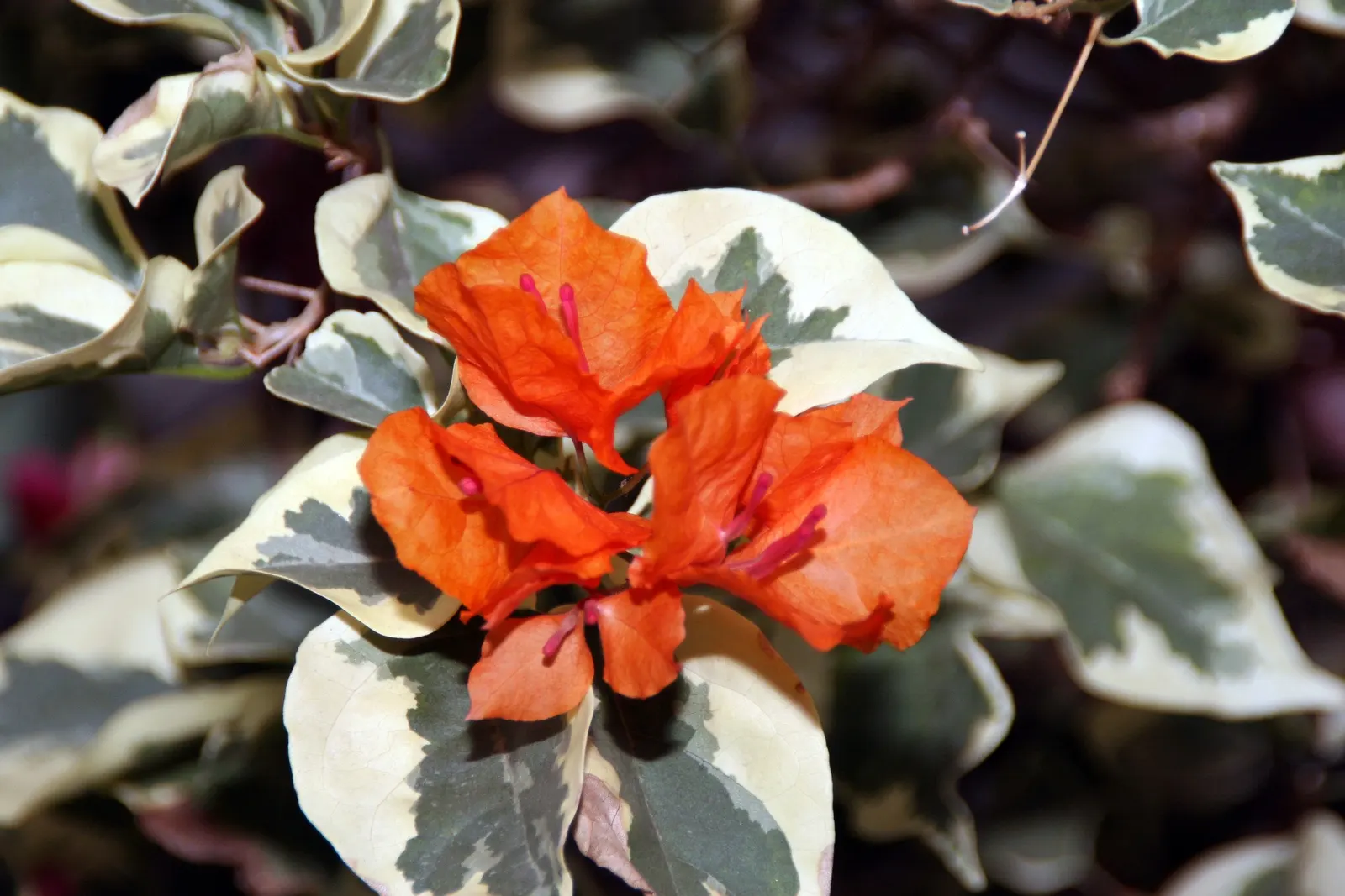 Bougainvillea Cultivars (Bougainvillea Cvs.) — they can be allowed to climb over trellises