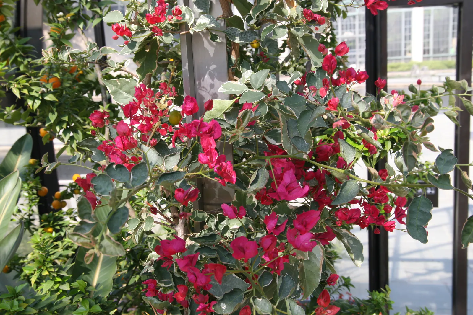 Bougainvillea Cultivars (Bougainvillea Cvs.) — Provide full sun and well-draining soil; requiring at least 6 hours of direct sunlight a day to, image 63