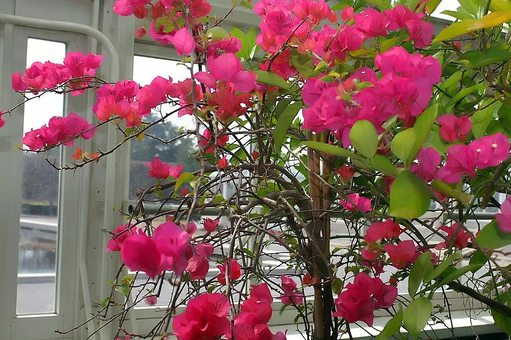 Bougainvillea Cultivars (Bougainvillea Cvs.) — Provide full sun and well-draining soil