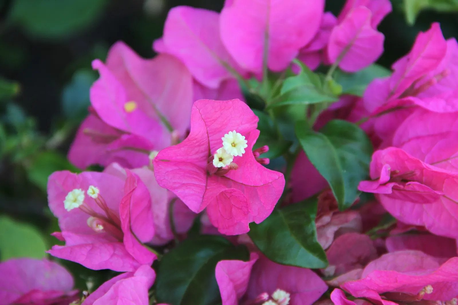 Bougainvillea Cultivars (Bougainvillea Cvs.) — ranging from a compact 3 feet in height and spread for dwarf varieties; they can bring a garden to, image 77