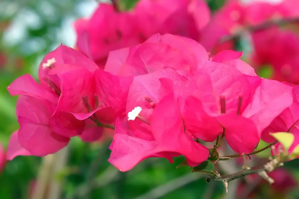 Bougainvillea Cultivars (Bougainvillea Cvs.) — they can bring a garden to life and provide year-round interest