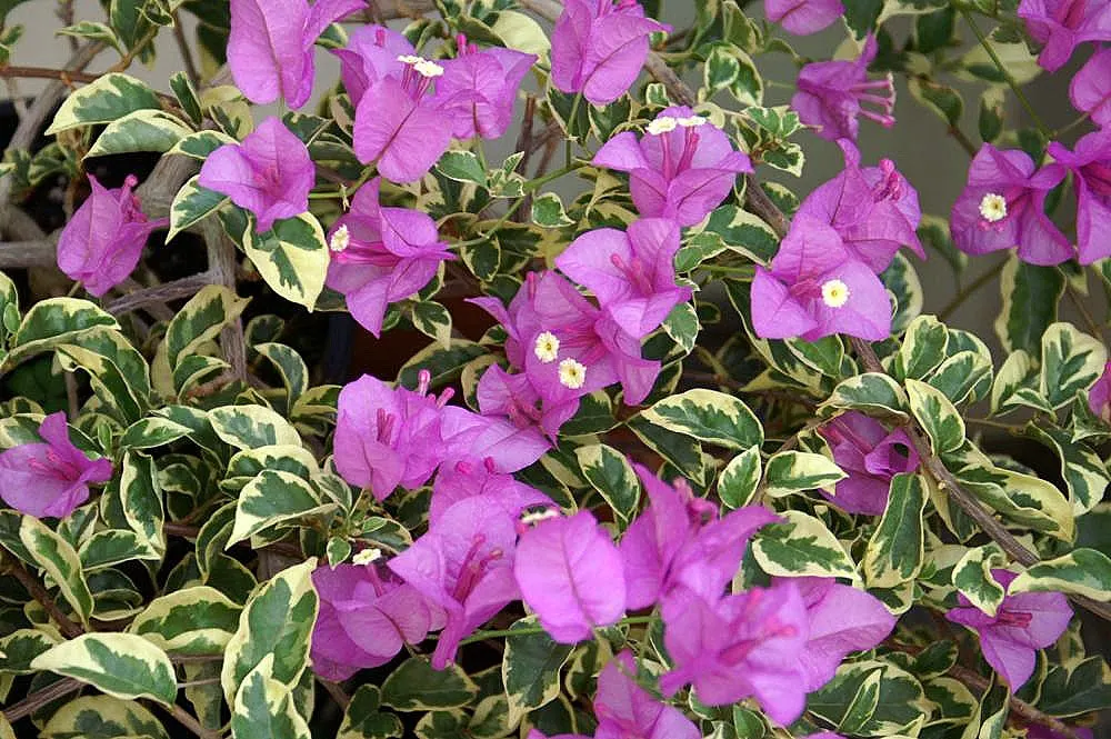 Bougainvillea Cultivars (Bougainvillea Cvs.) — These vigorous vines/sturdy shrubs, ideal for trellises or walls, can reach 15-40 ft; which are tiny, image 92