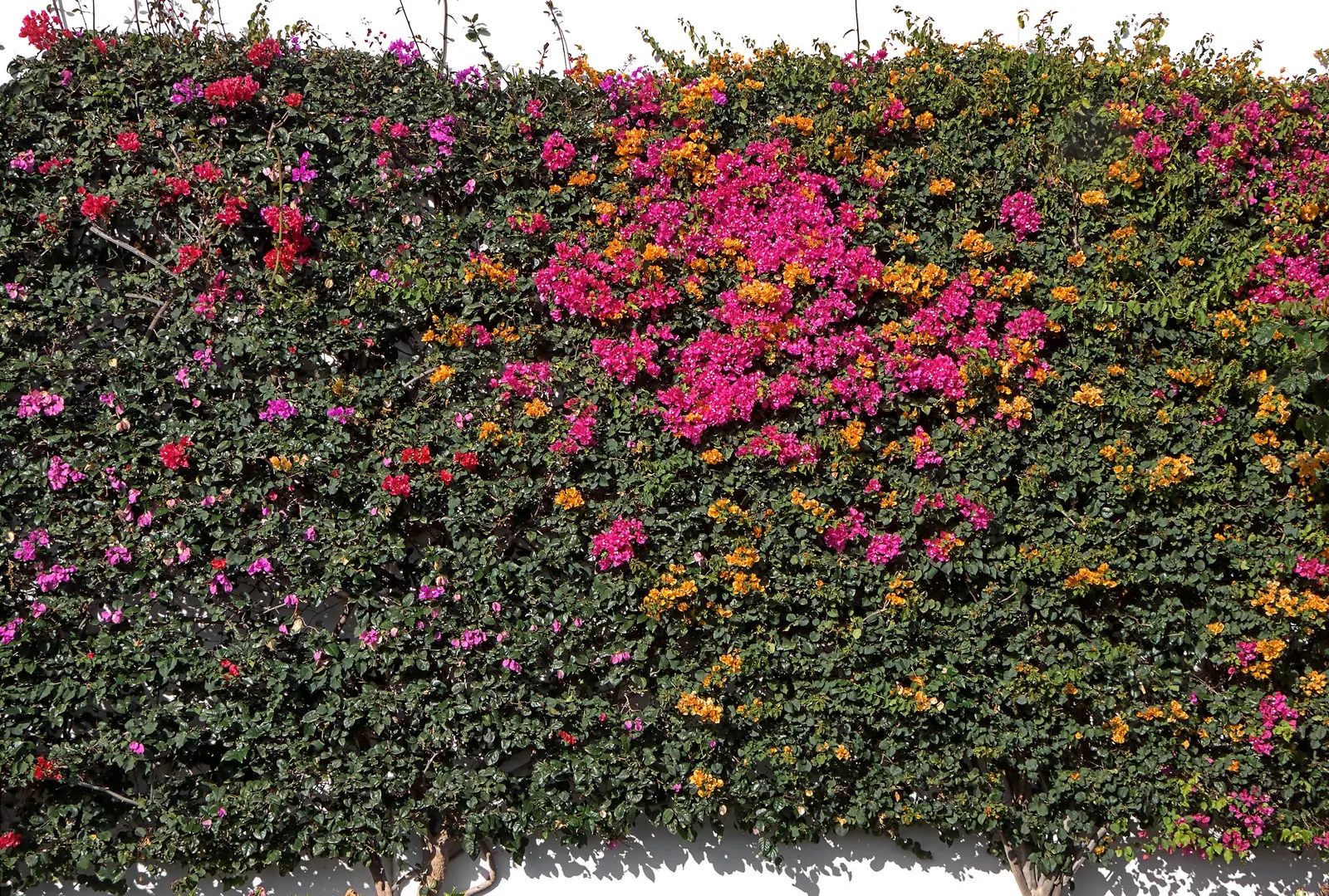 Bougainvillea Cultivars (Bougainvillea Cvs.) — which are tiny and white.<br><br>When planning your design